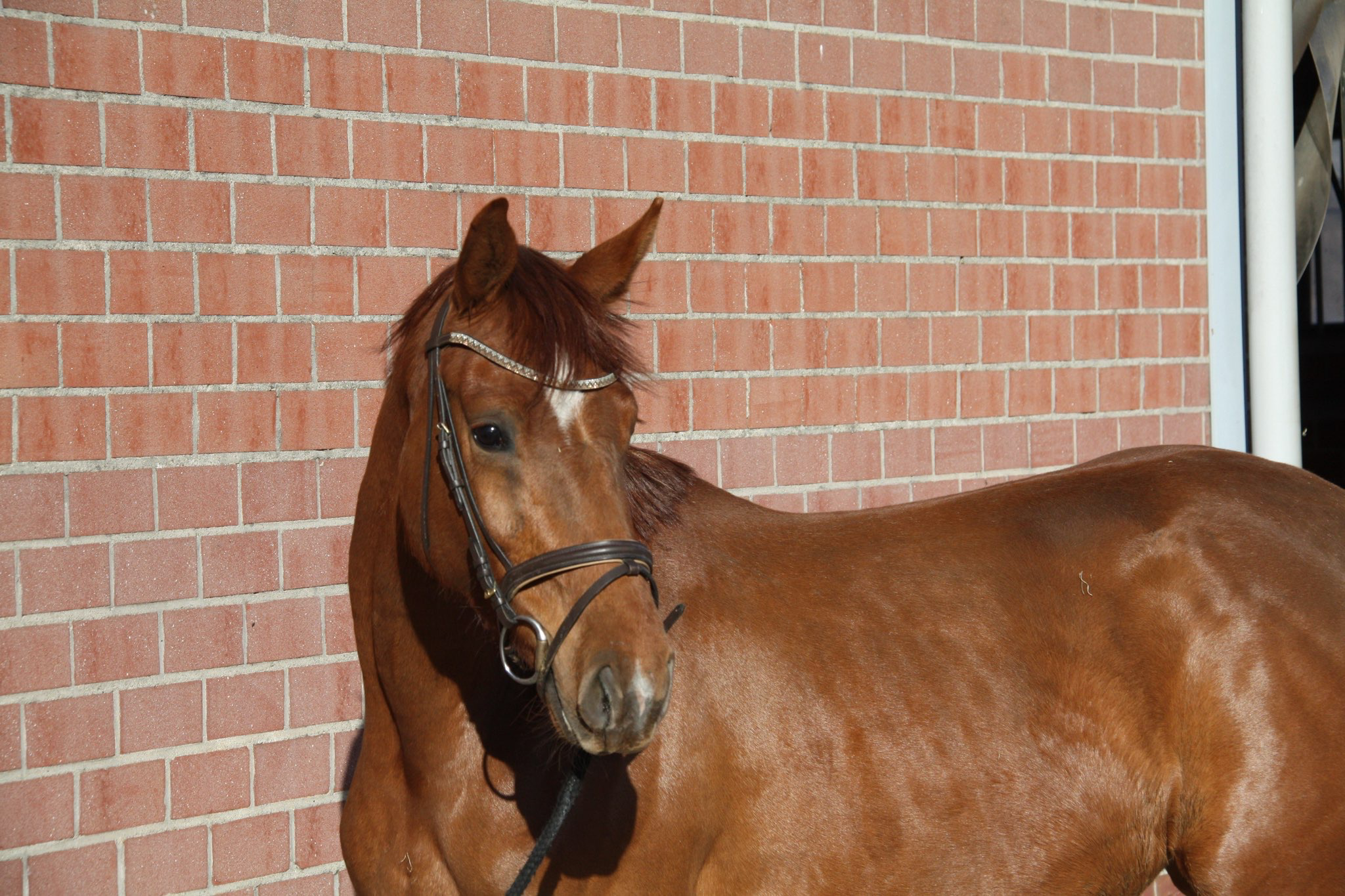 poney à vendre