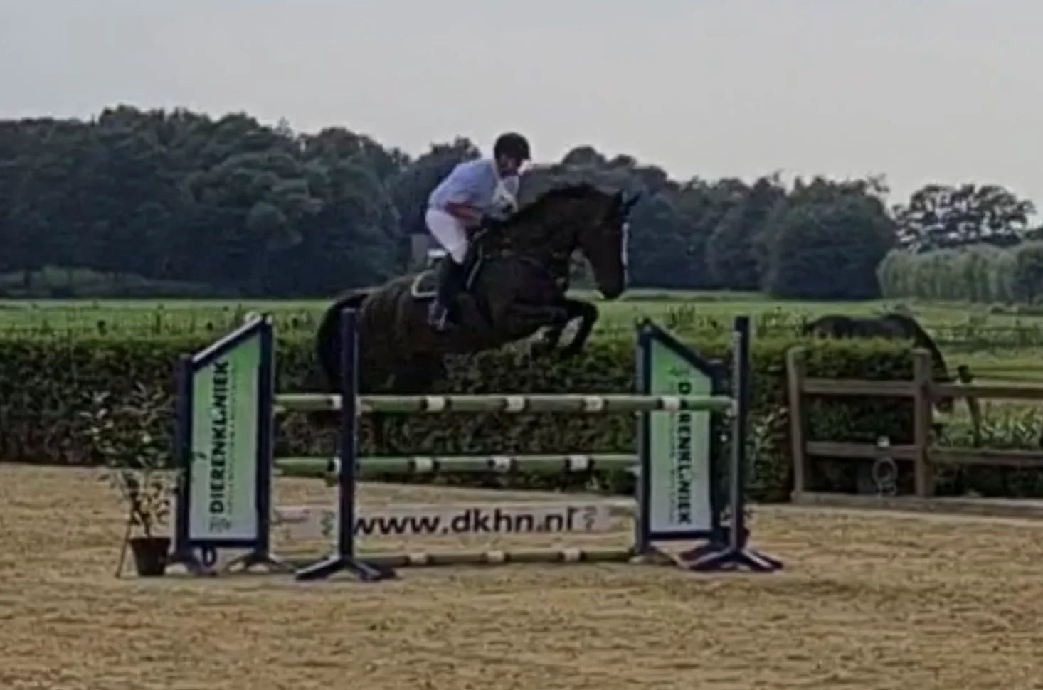 KWPN allrounder Merrie 12 jaar Zwart te koop - Foto 2