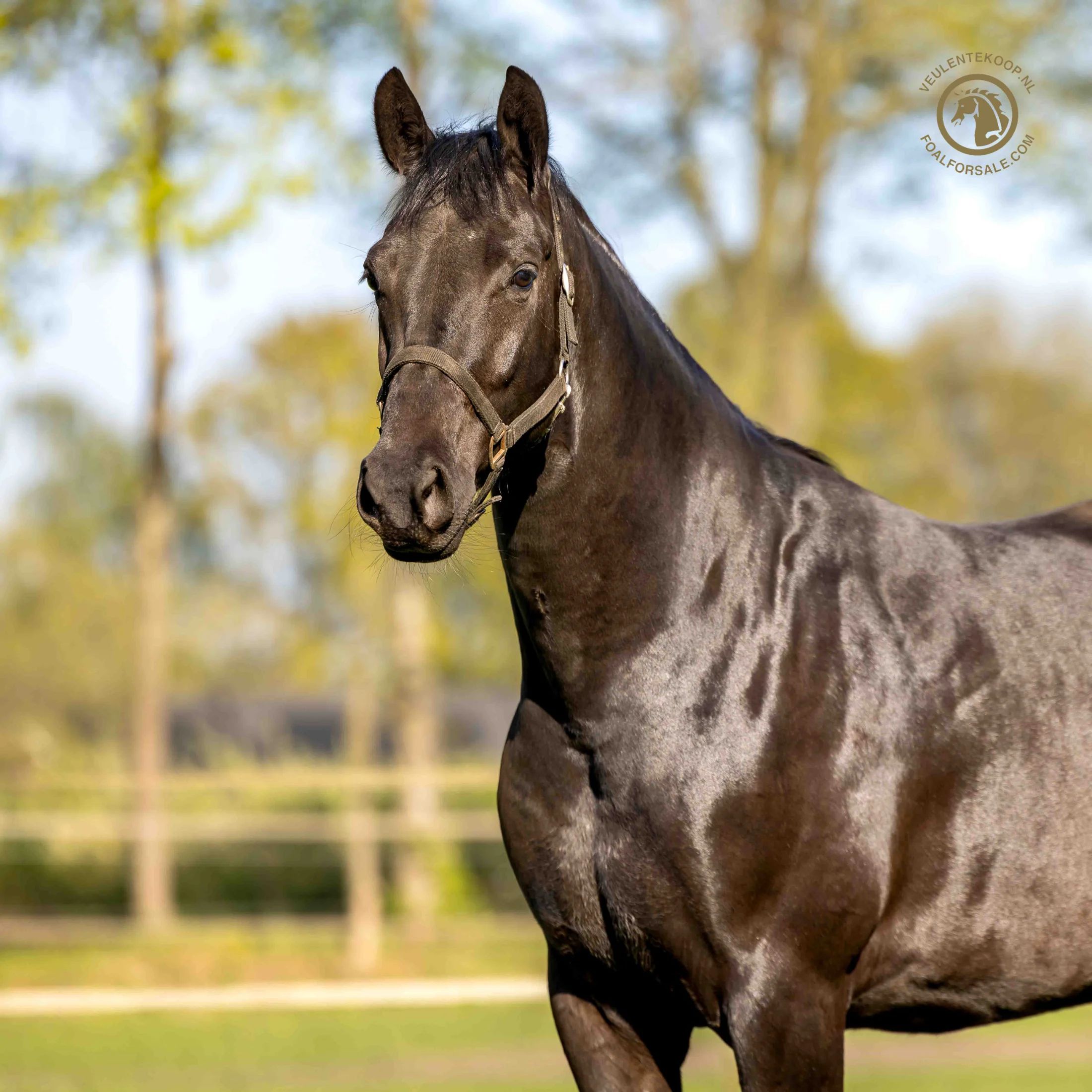ARBEITGEBERIN dressuurpaard merrie 4 år zwart till salu - Foto 3