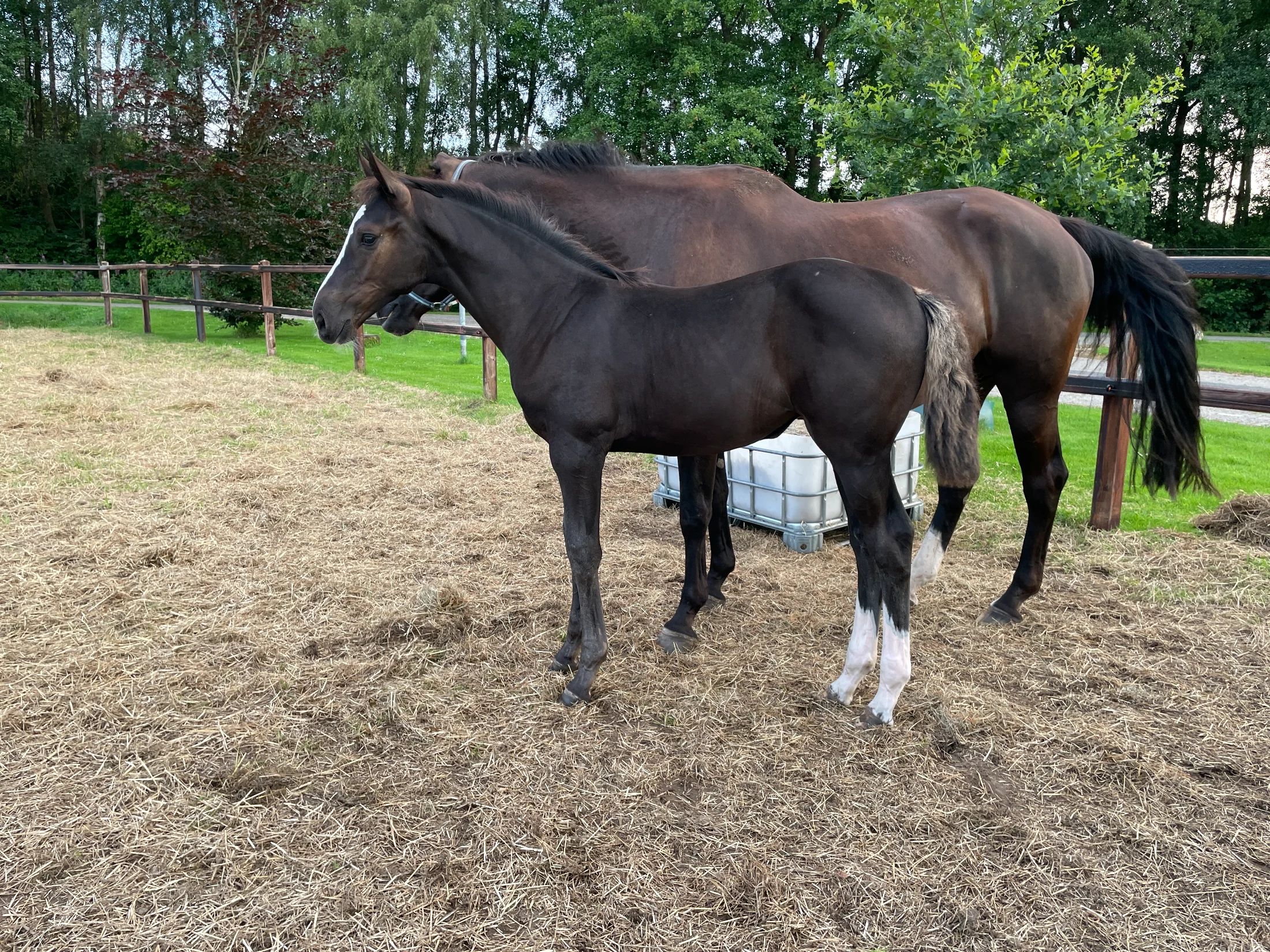 KWPN allrounder Merrie 12 jaar Zwart te koop - Foto 6