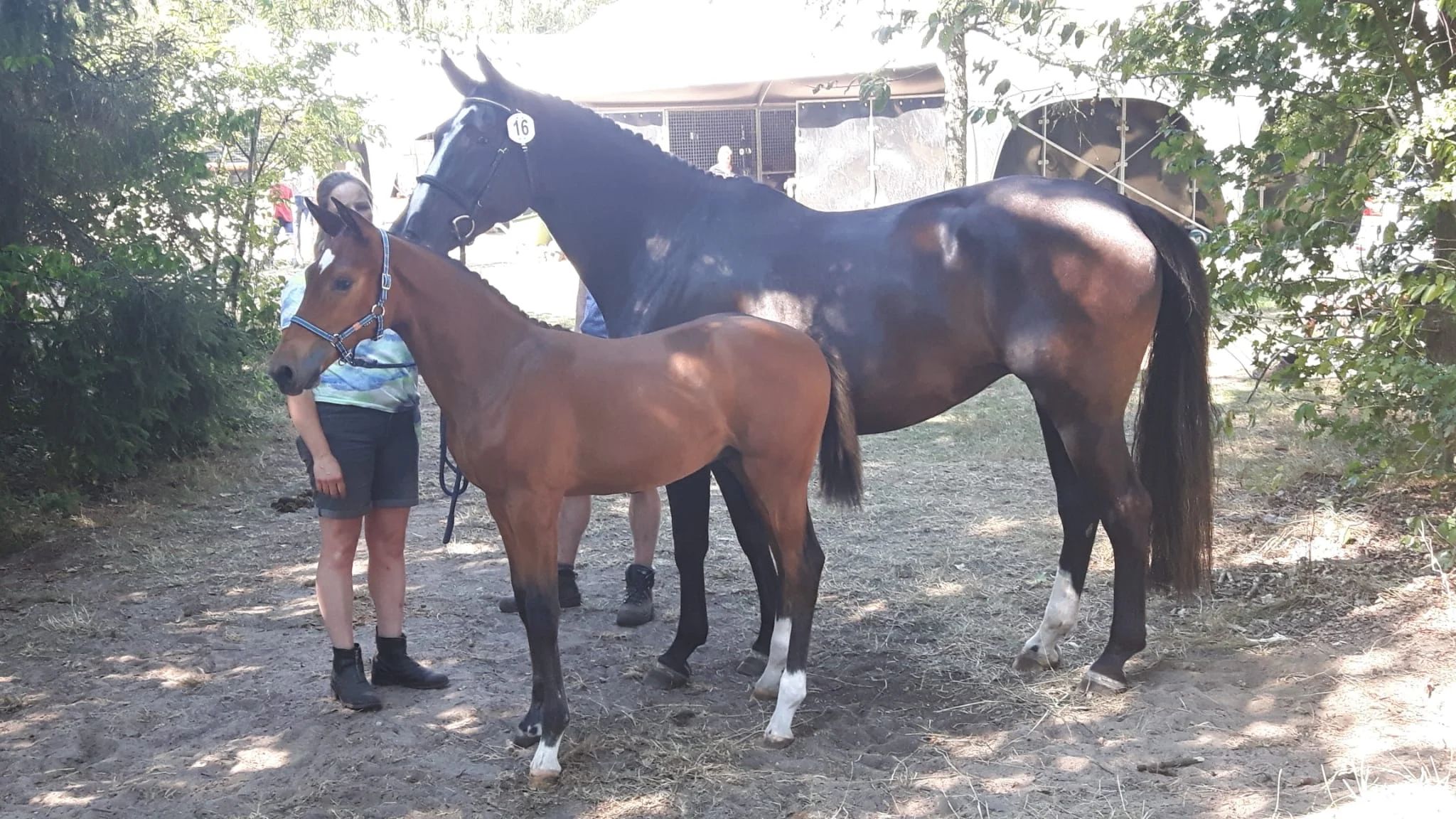 KWPN allrounder Merrie 12 jaar Zwart te koop - Foto 4