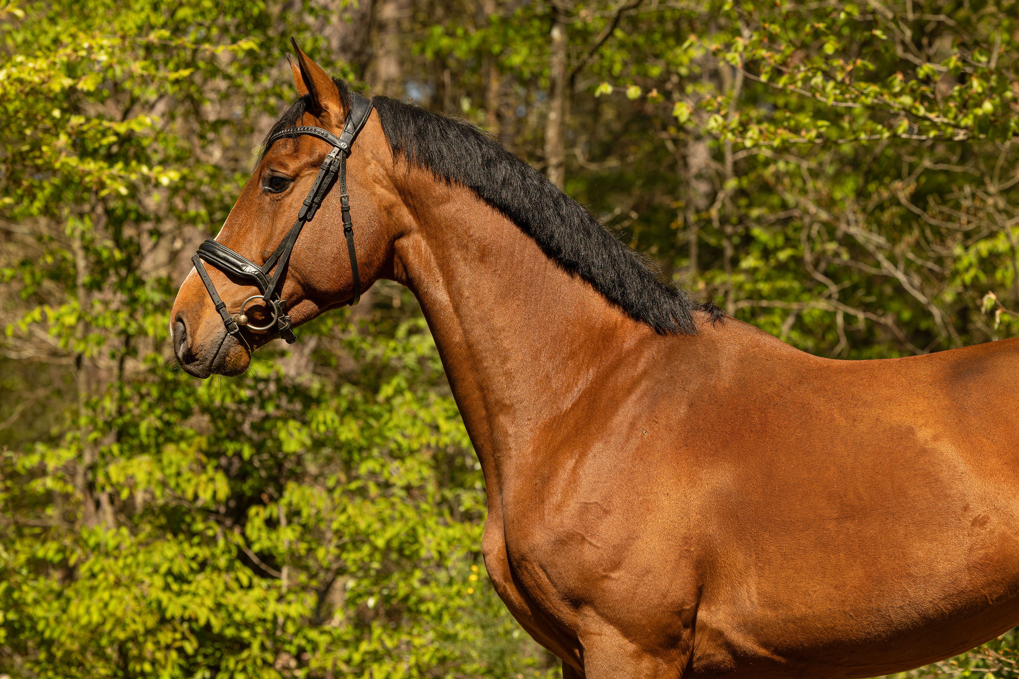 kwpn allrounder ruin 4 years old bruin for sale - Photo 2