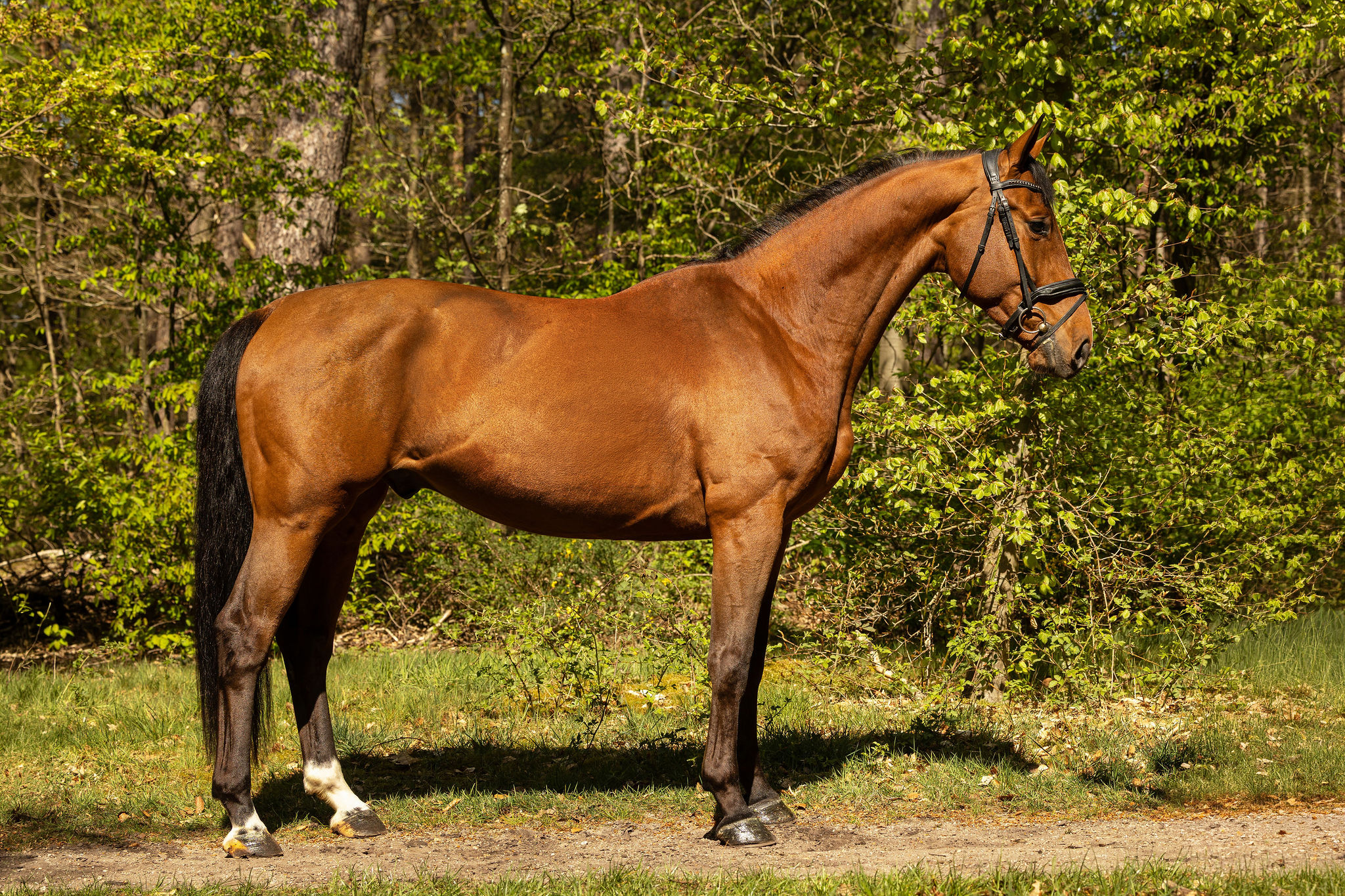 kwpn allrounder ruin 4 years old bruin for sale - Photo 3