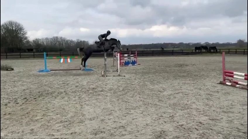 kwpn springpaard merrie 5 years old schimmel for sale - Photo 2