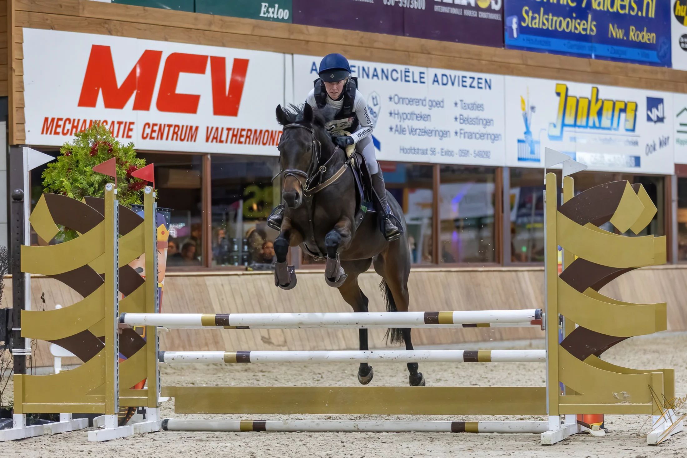 10-year-old broodmare / recipient mare