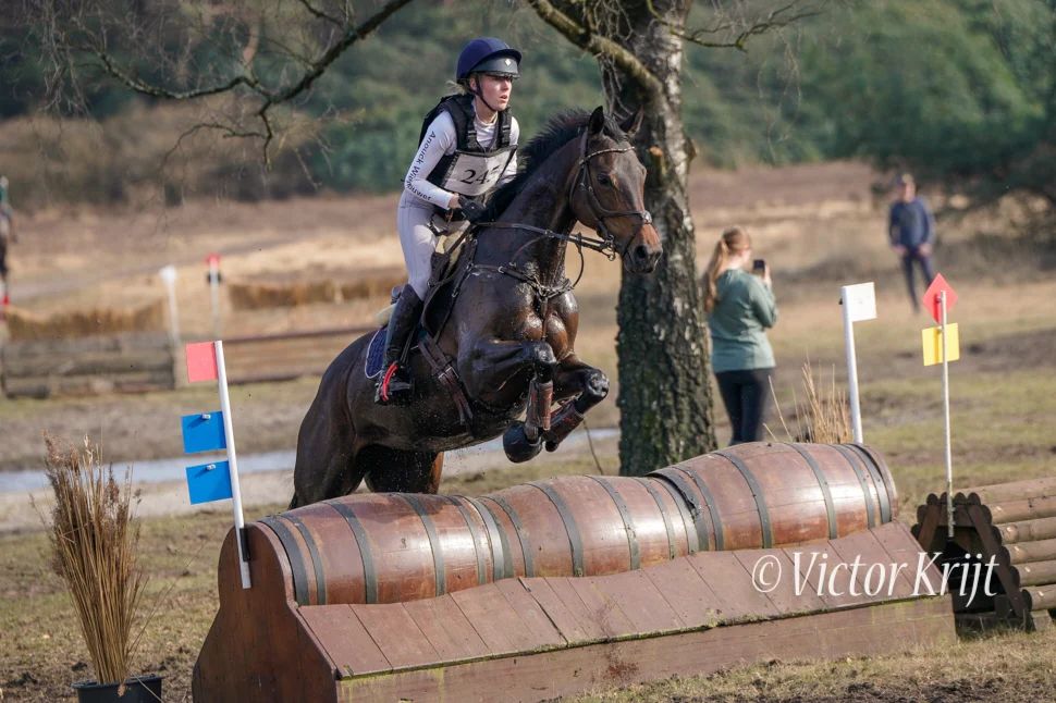 ander fokmerrie Merrie 10 years old donkerbruin for sale - Photo 4