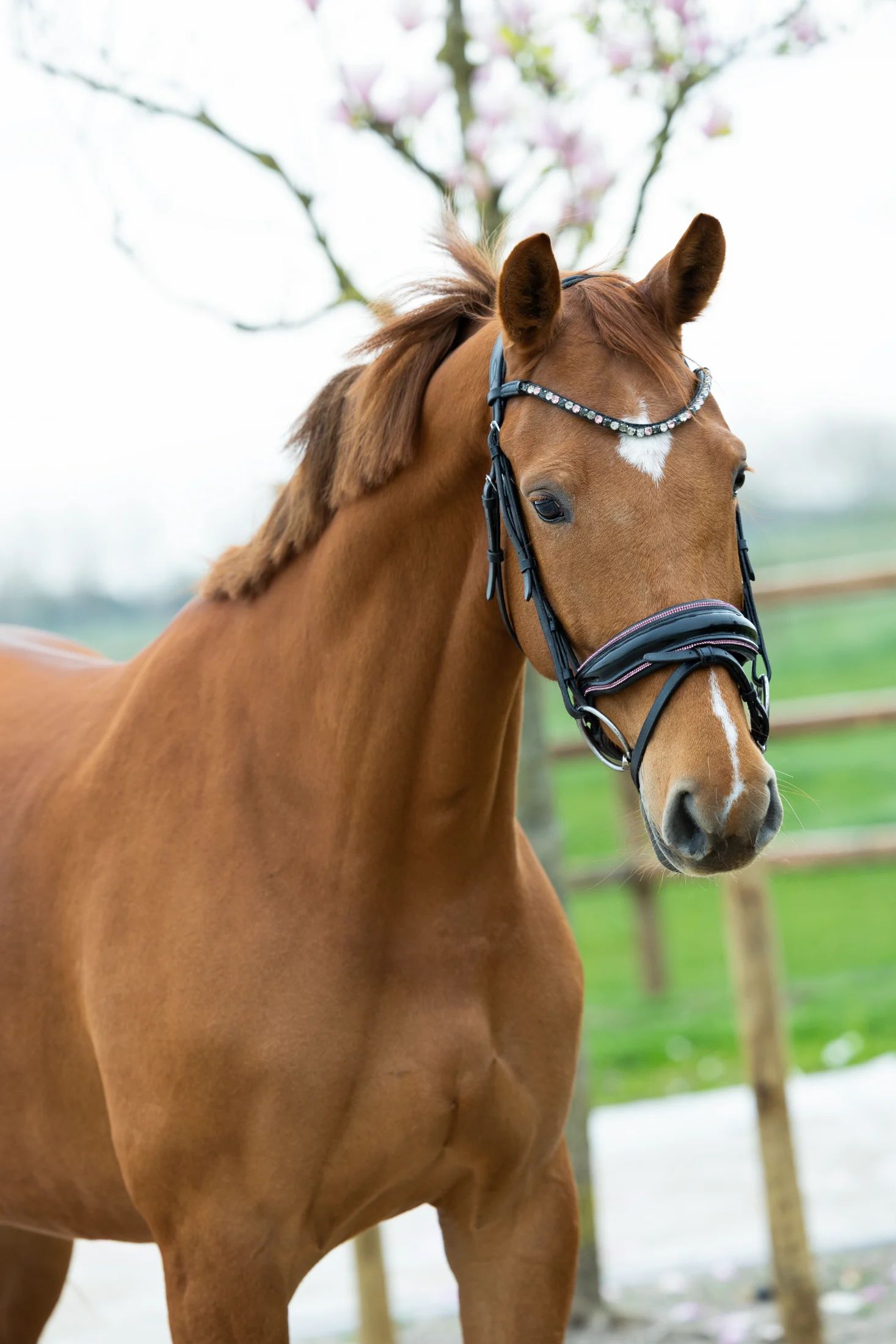 kwpn dressuurpaard merrie 6 years old vos for sale - Main photo