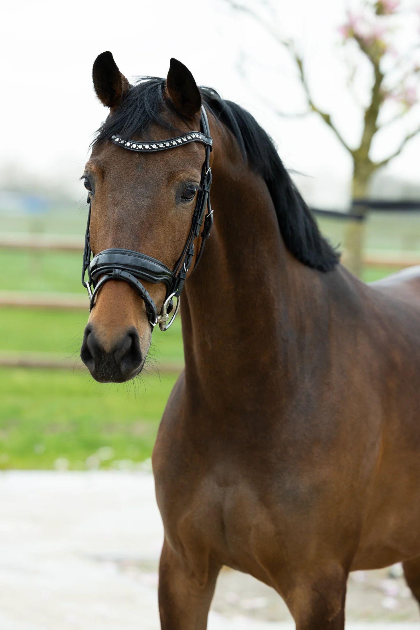 kwpn dressuurpaard merrie 6 years old vos for sale - Photo 2