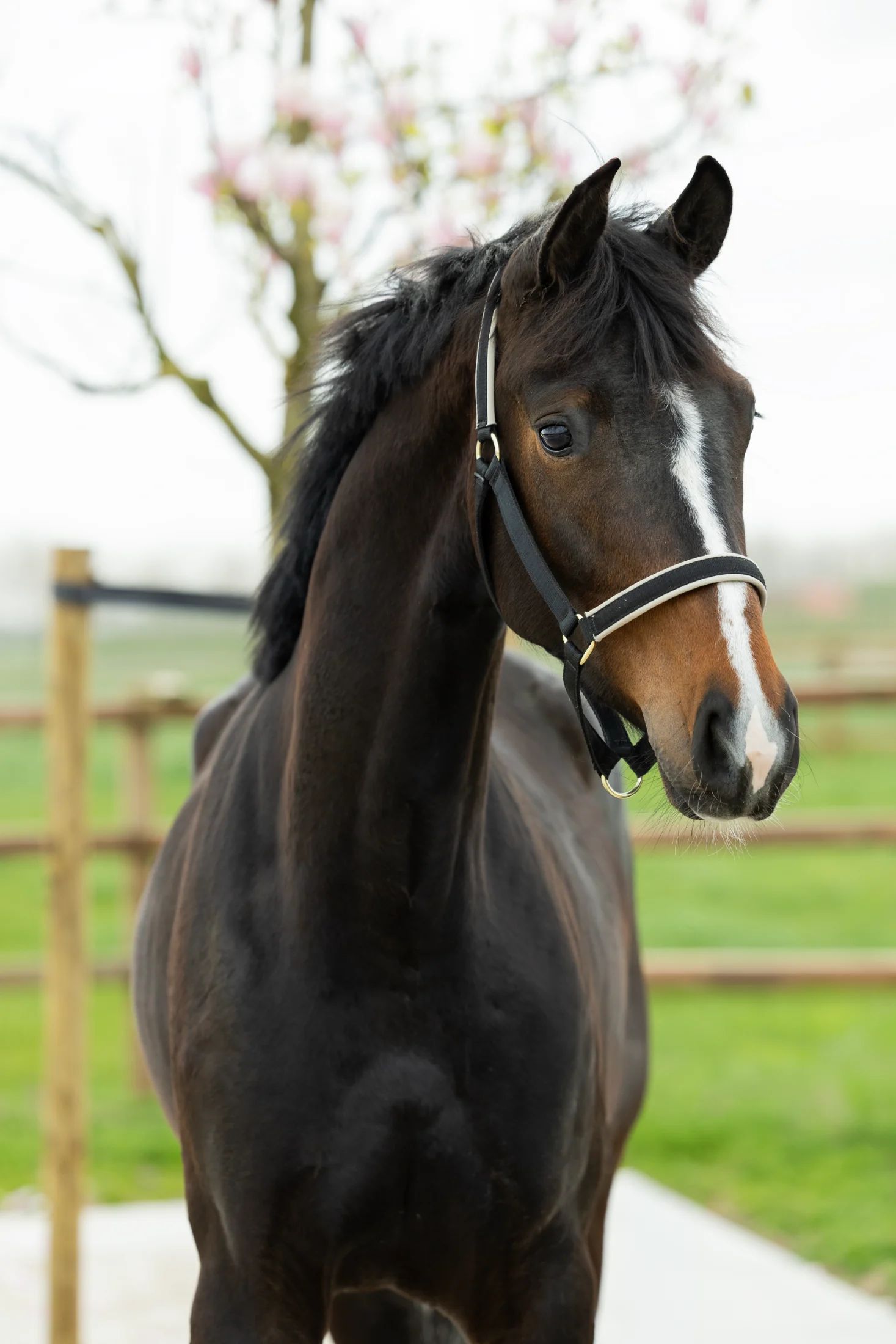 kwpn dressuurpaard merrie 6 years old vos for sale - Photo 3