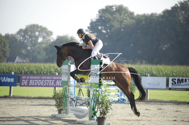 kwpn allrounder merrie 10 years old bruin for sale - Photo 6
