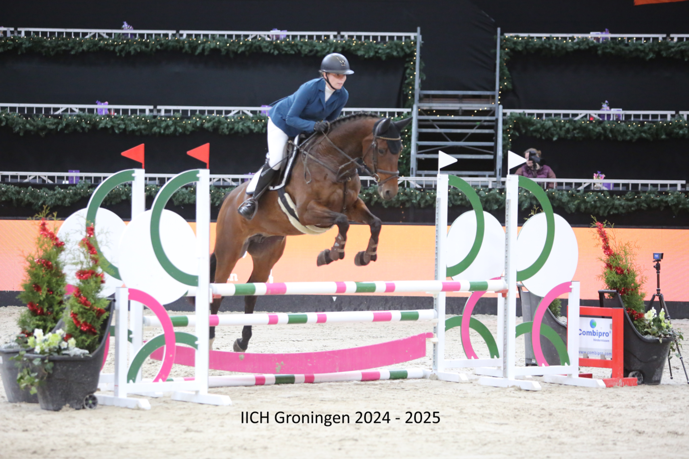 kwpn allrounder merrie 10 years old bruin for sale - Photo 4