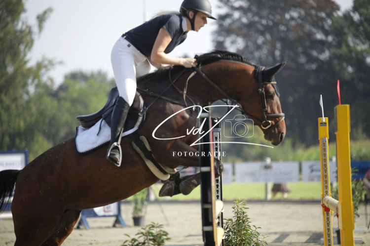 kwpn allrounder merrie 10 years old bruin for sale - Photo 5