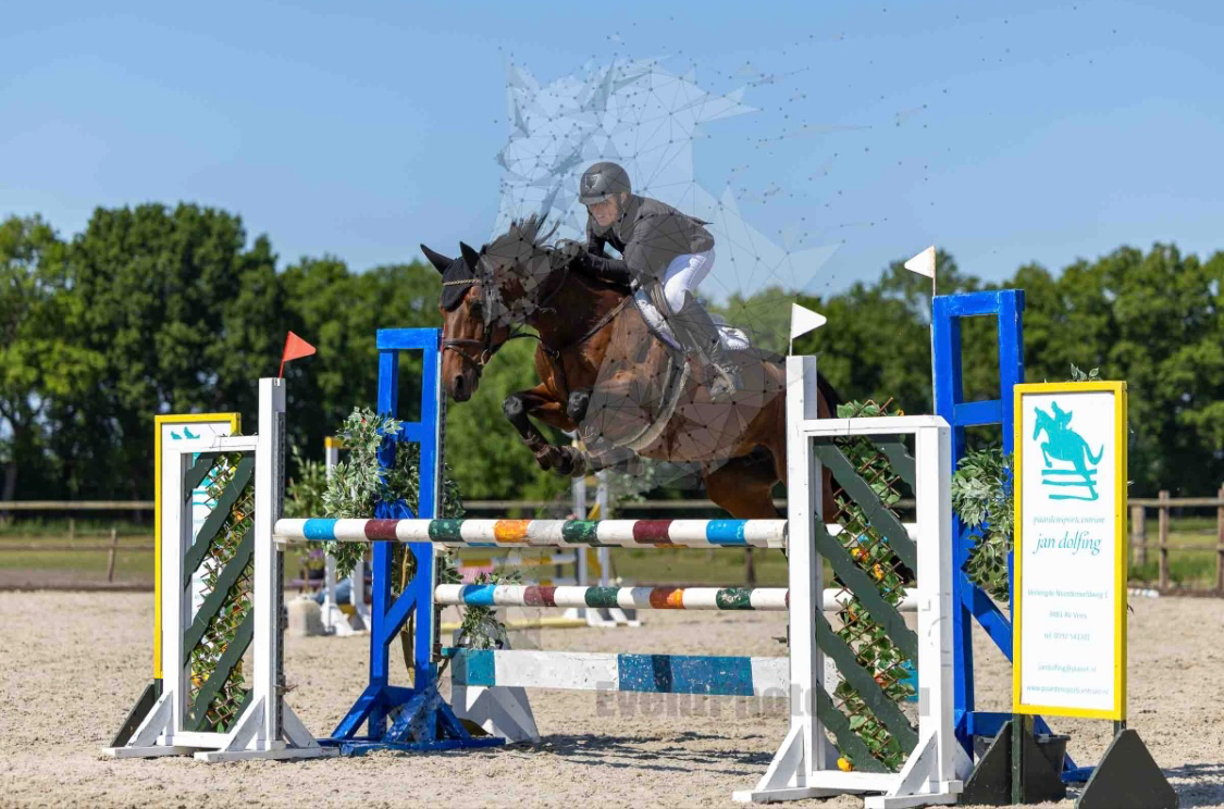 kwpn allrounder merrie 10 years old bruin for sale - Photo 2