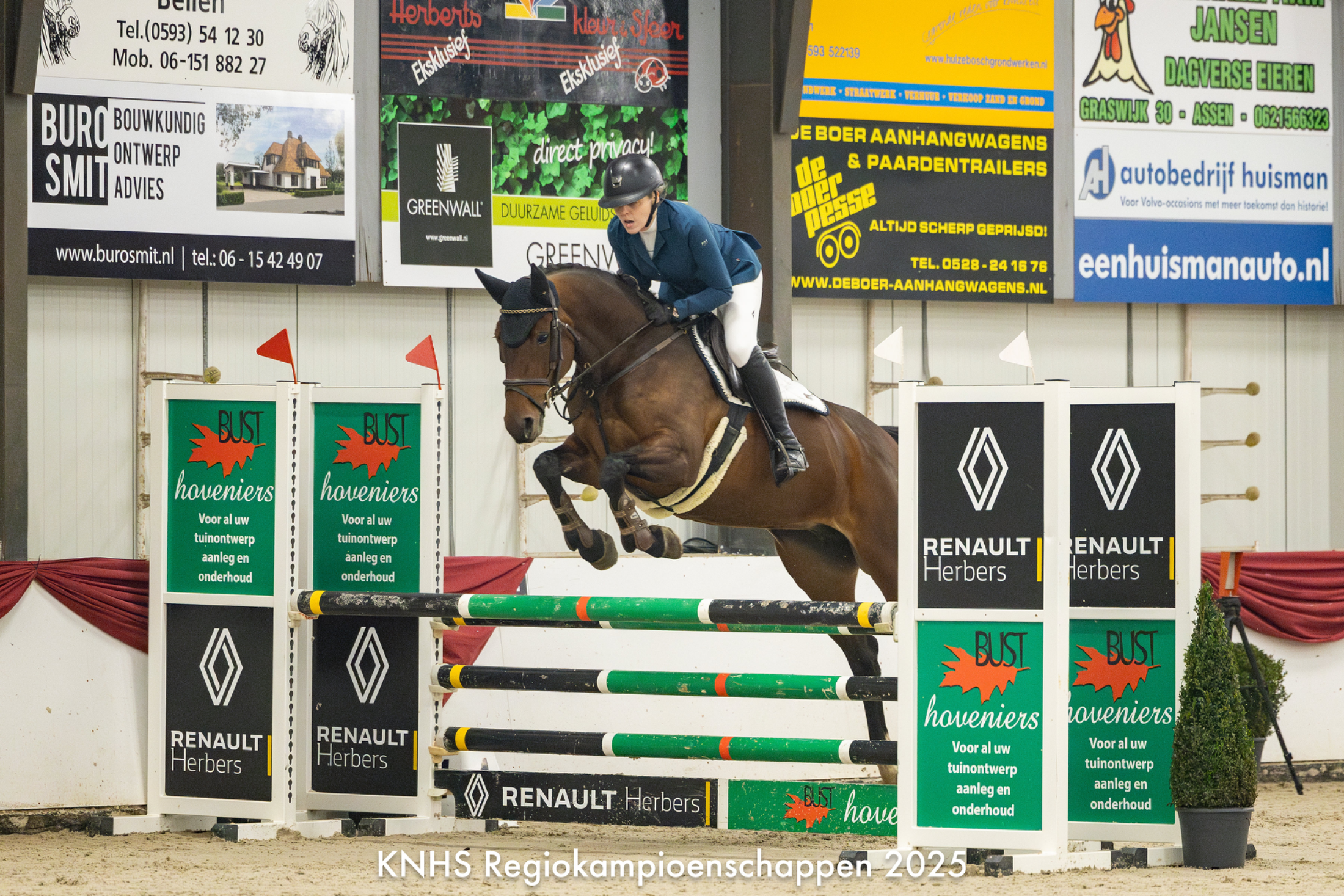 kwpn allrounder merrie 10 years old bruin for sale - Photo 3