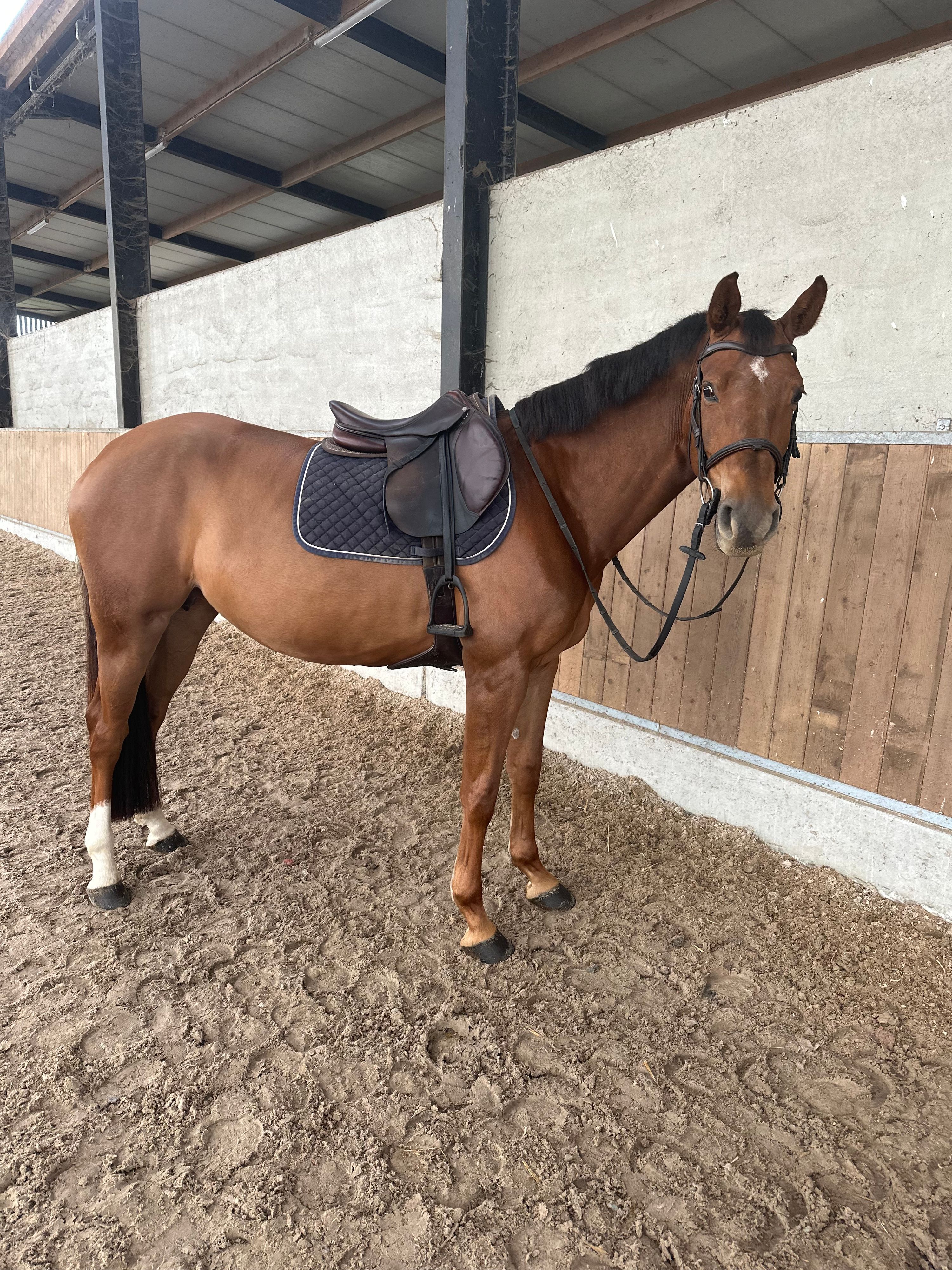 zangersheide springpaard merrie 6 lat kastanje na sprzedaż - Zdjęcie 3