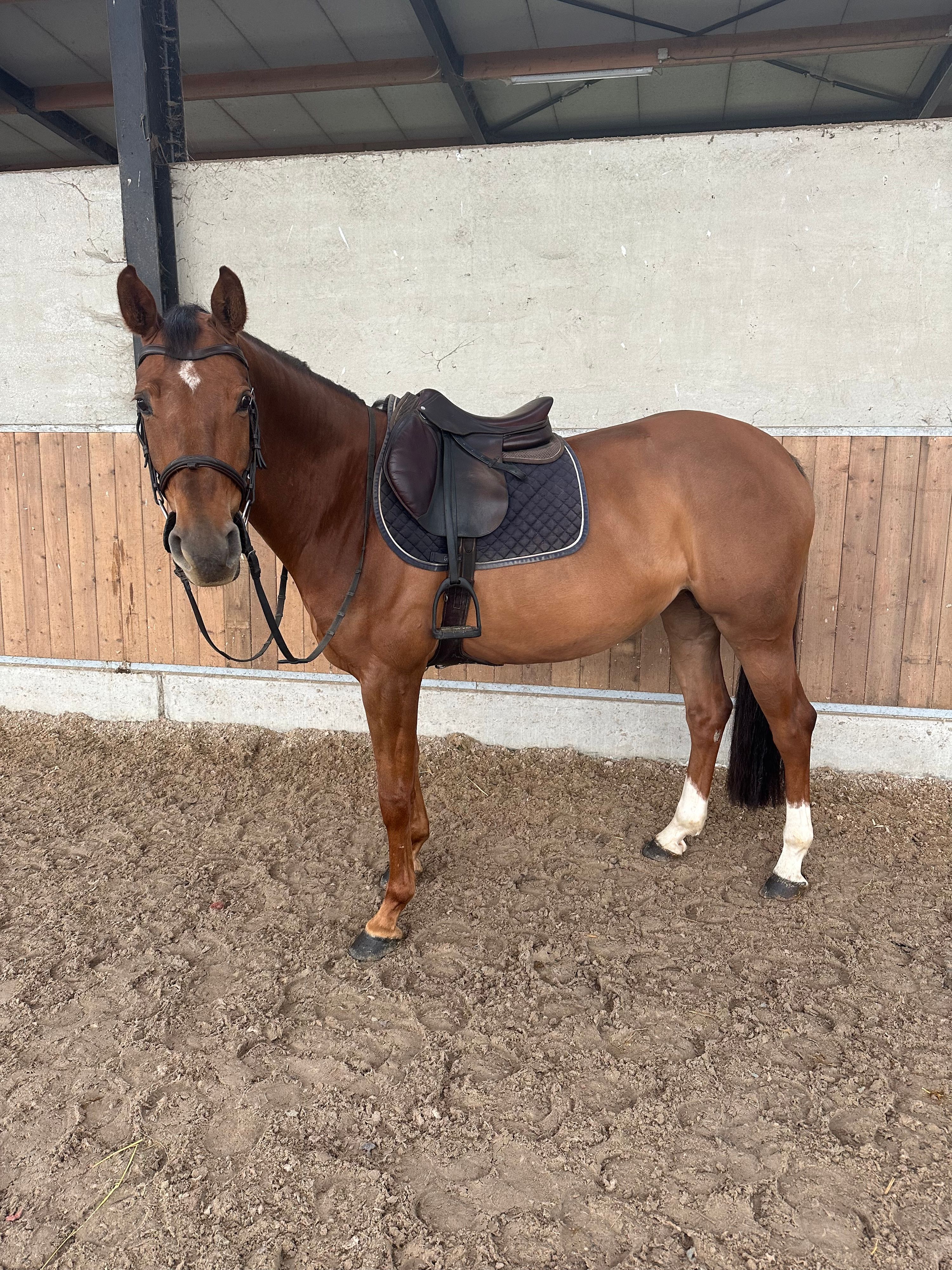 zangersheide springpaard merrie 6 lat kastanje na sprzedaż - Zdjęcie 2