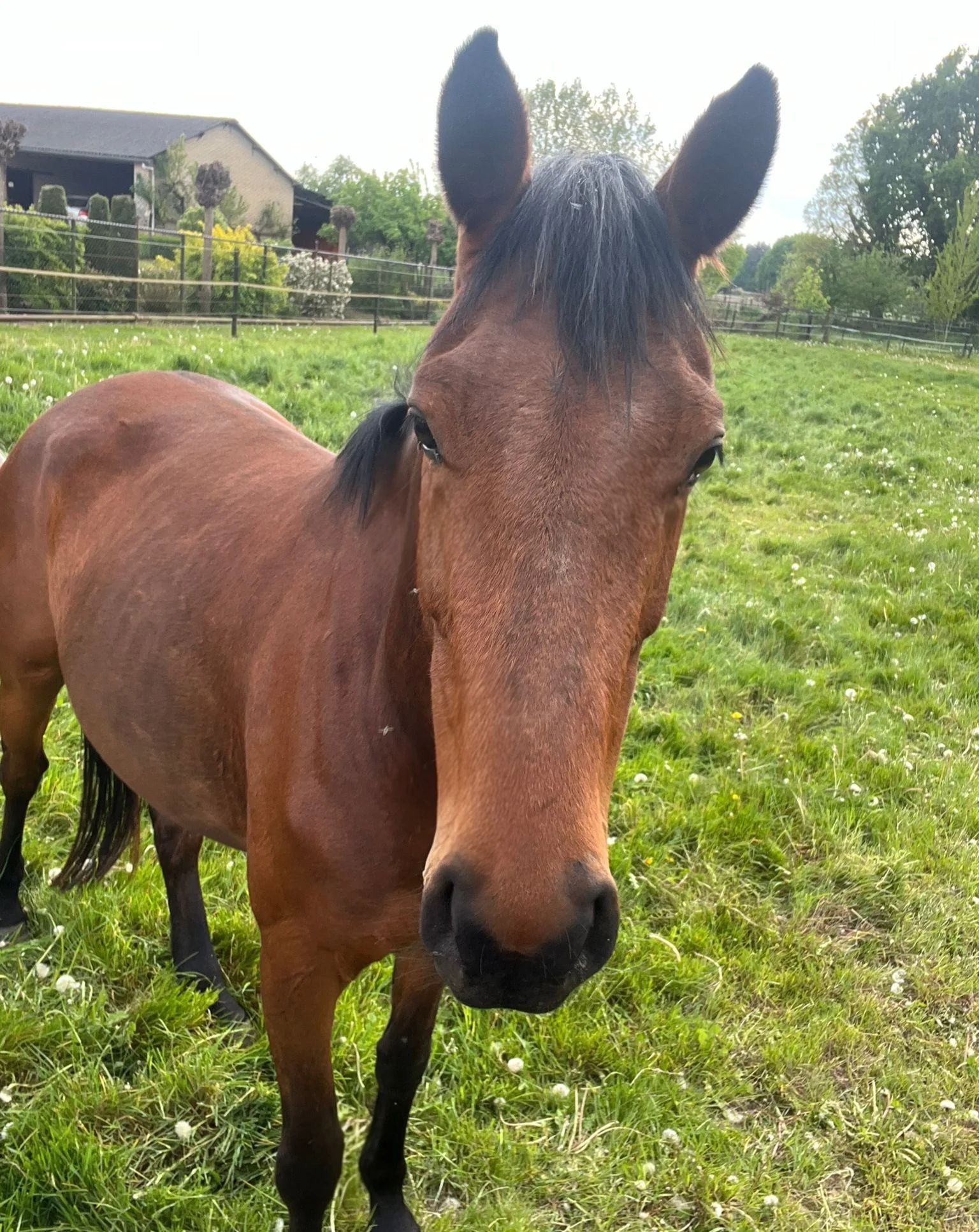 kwpn allrounder merrie 5 years old donkerbruin for sale - Photo 2
