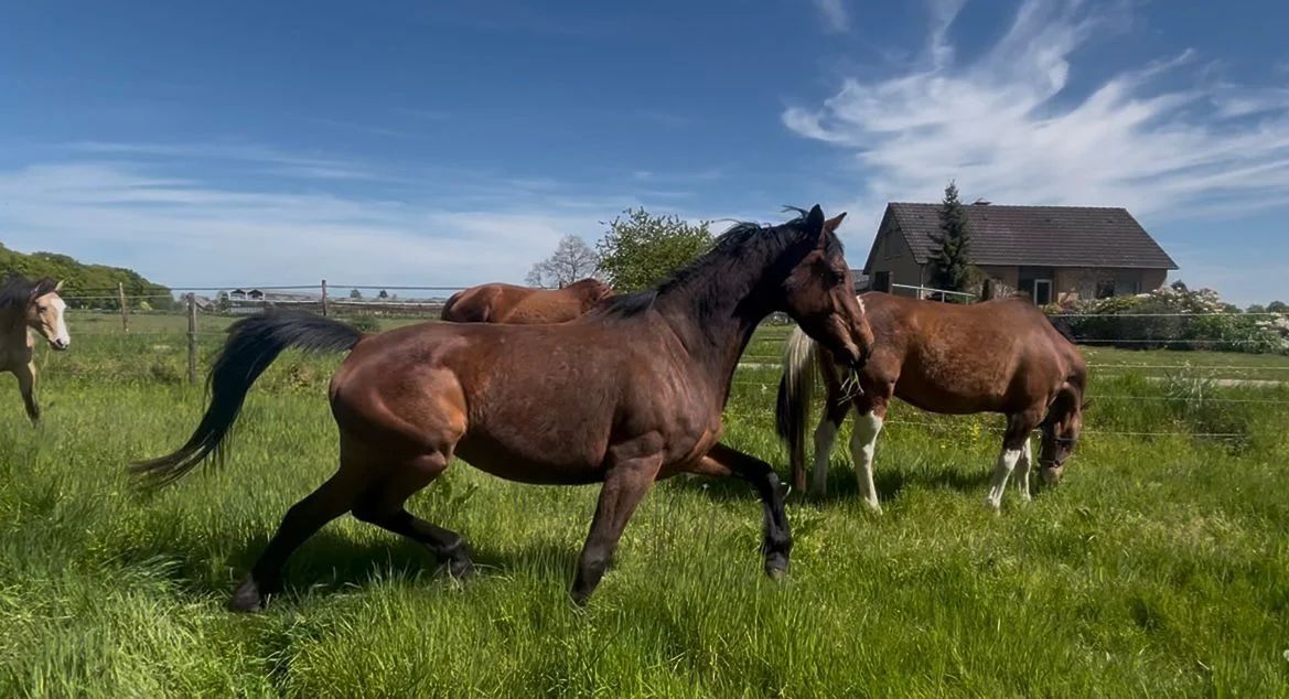 kwpn allrounder merrie 5 years old donkerbruin for sale - Photo 5