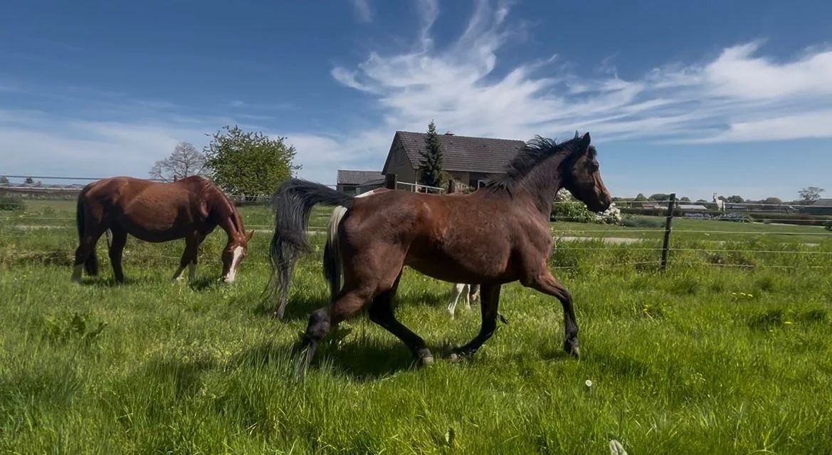 kwpn allrounder merrie 5 years old donkerbruin for sale - Photo 4