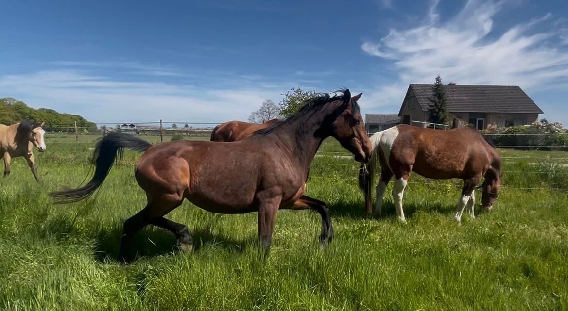kwpn allrounder merrie 5 years old donkerbruin for sale - Photo 6