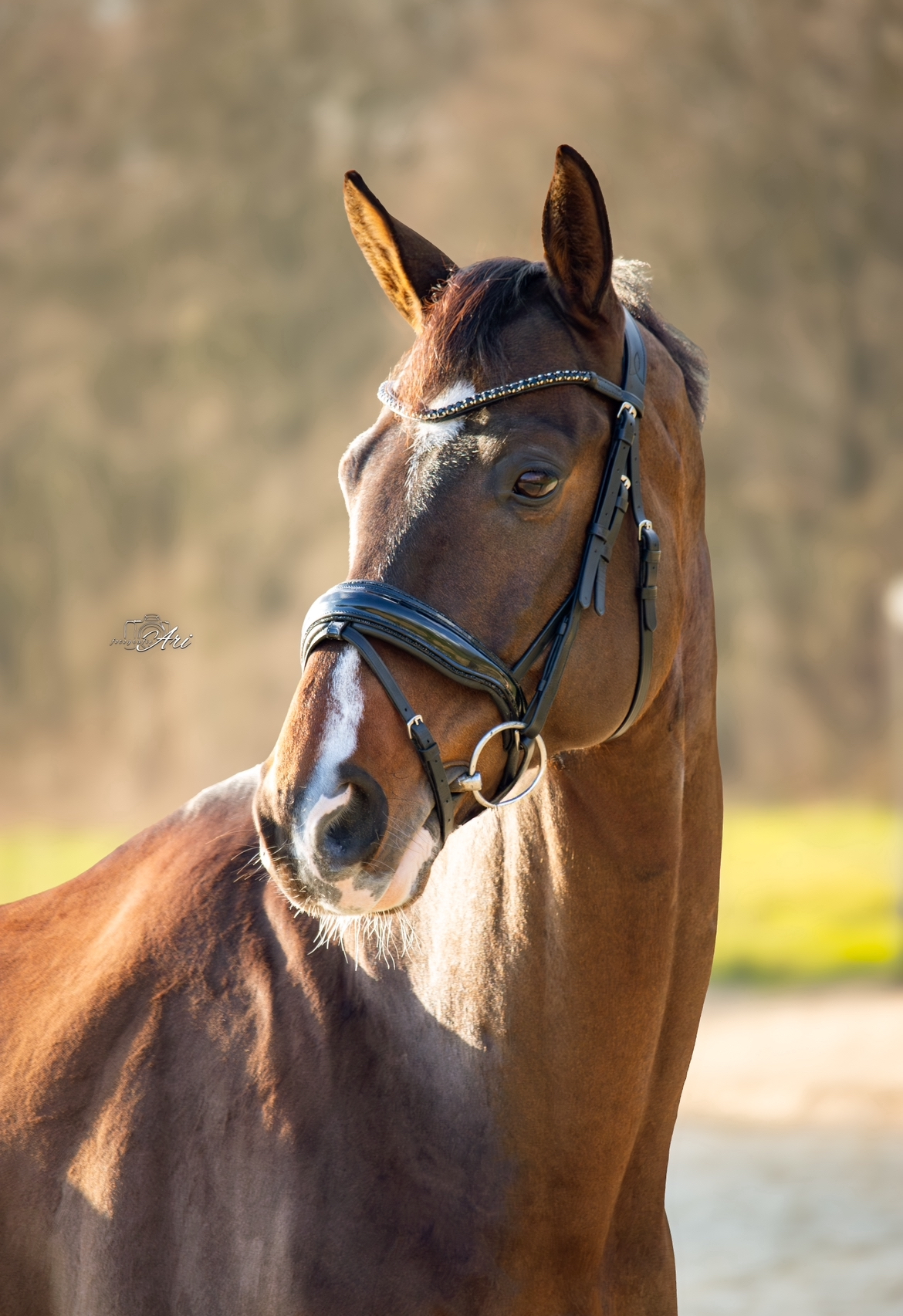 kwpn dressuurpaard ruin 11 years old donkerbruin for sale - Photo 3