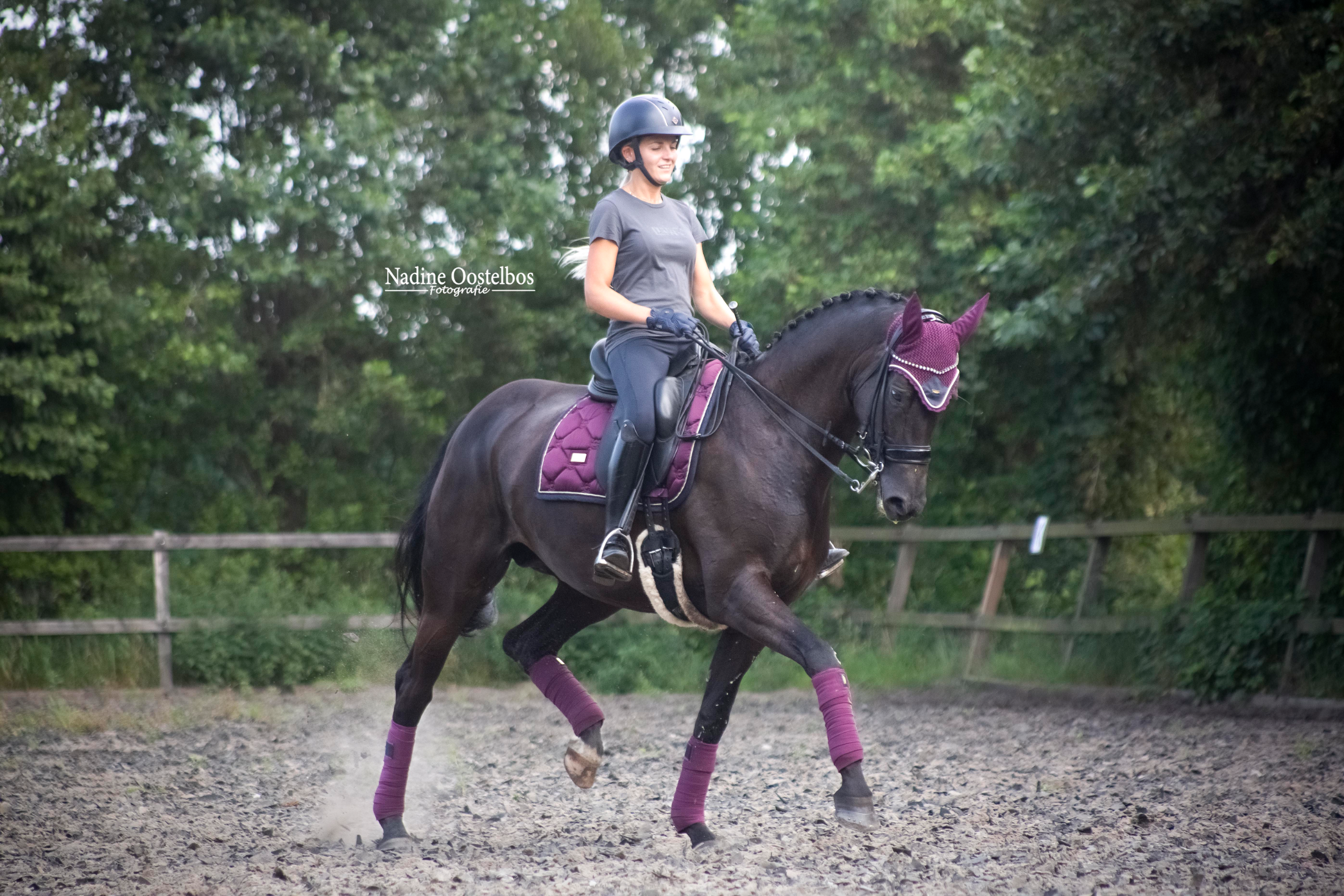 kwpn dressuurpaard merrie 11 years old zwart for sale - Photo 4