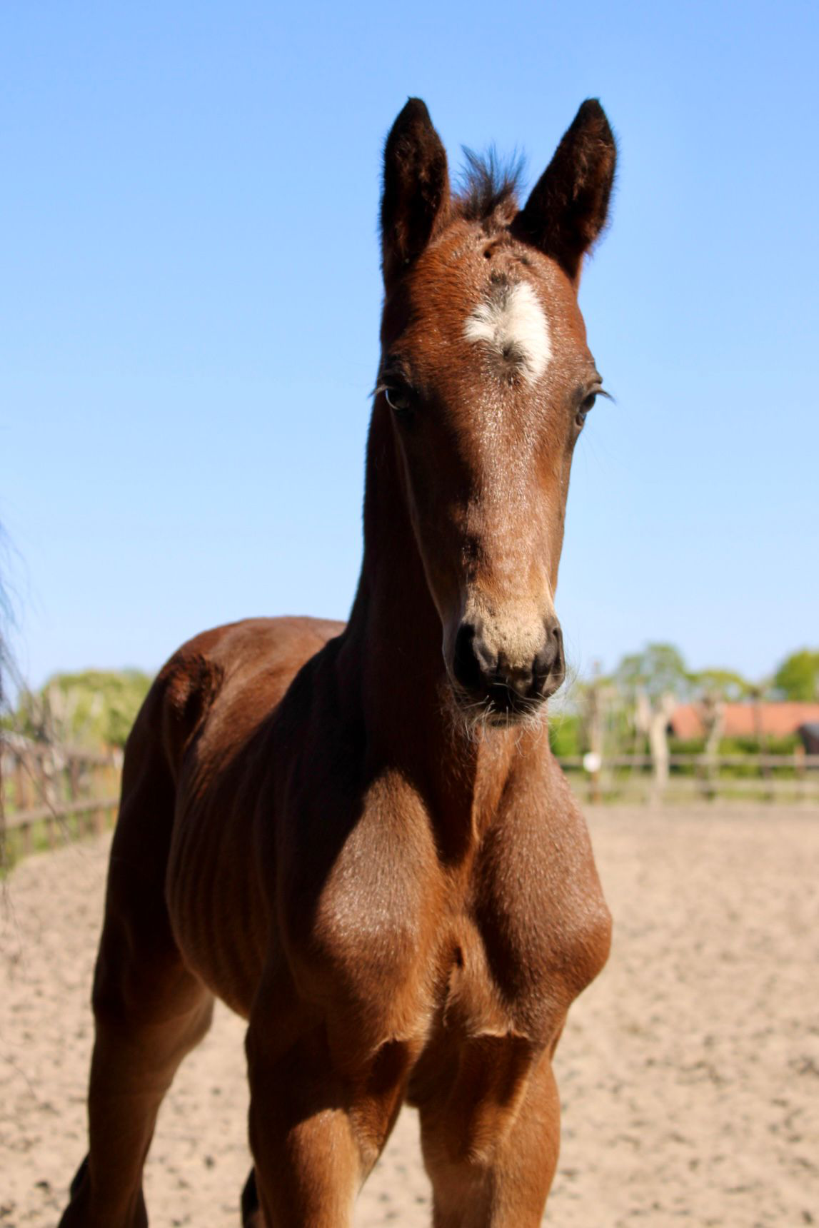 kwpn dressuurpaard merrie 11 years old zwart for sale - Photo 2