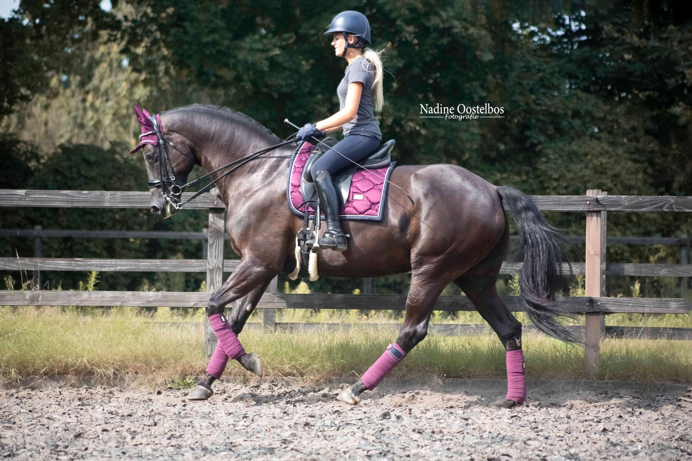 kwpn dressuurpaard merrie 11 years old zwart for sale - Photo 5