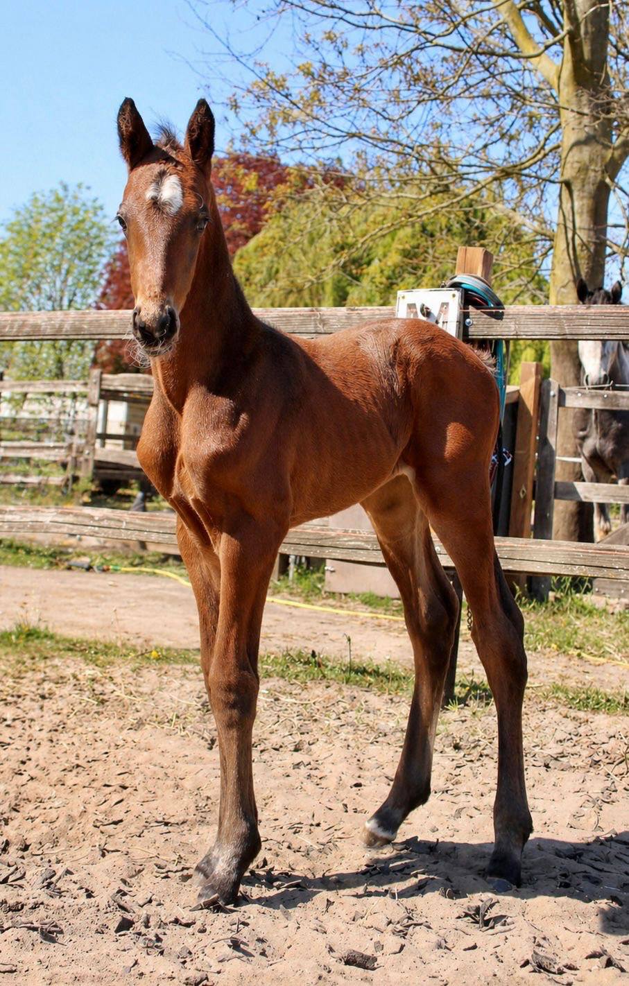 kwpn dressuurpaard merrie 11 years old zwart for sale - Photo 3