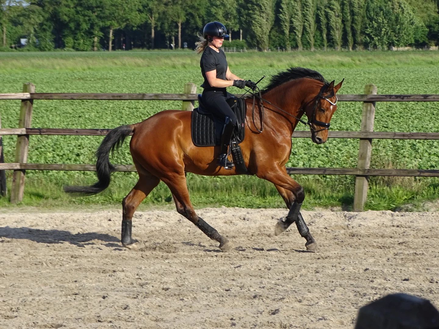 kwpn dressuurpaard ruin 6 years old donkerbruin for sale - Photo 2