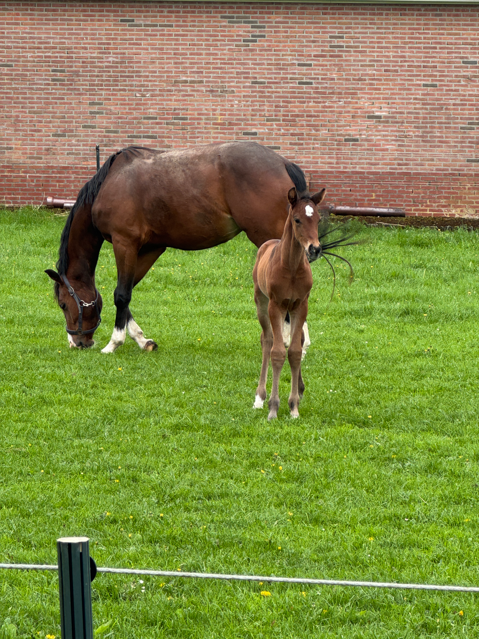 Dressage broodmare from super damline