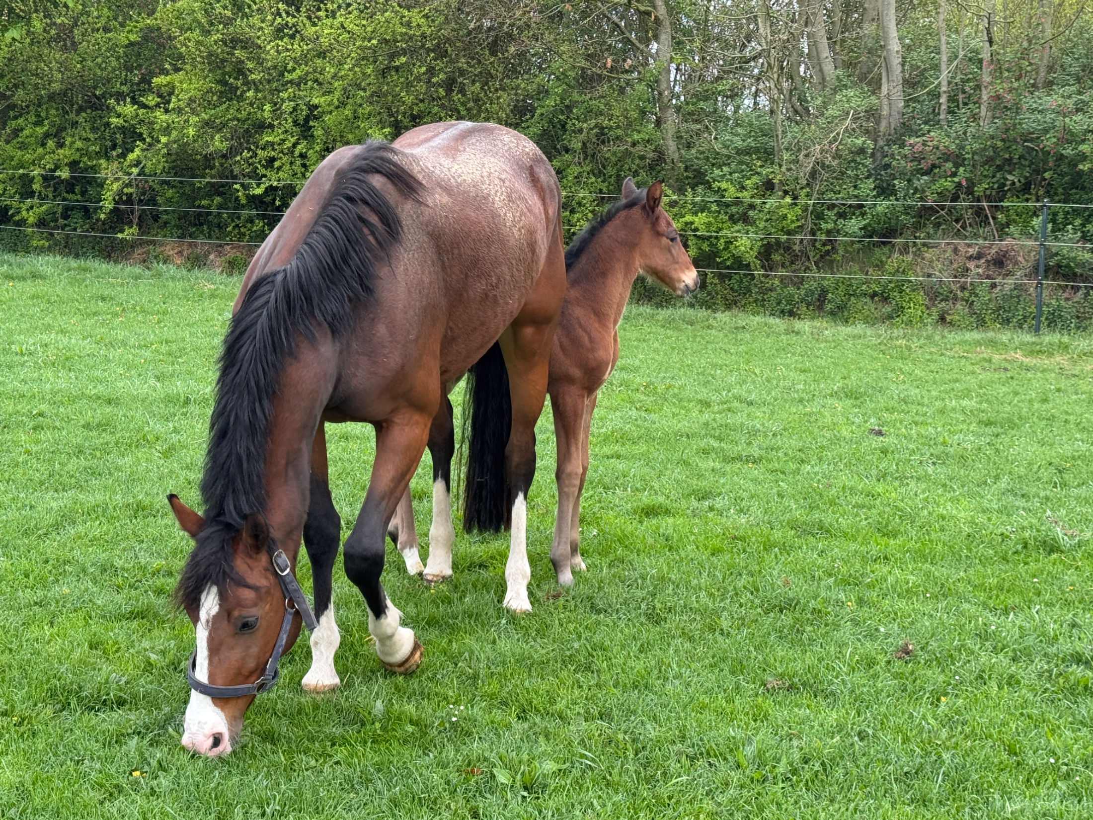 kwpn fokmerrie merrie 5 years old donkerbruin for sale - Photo 2