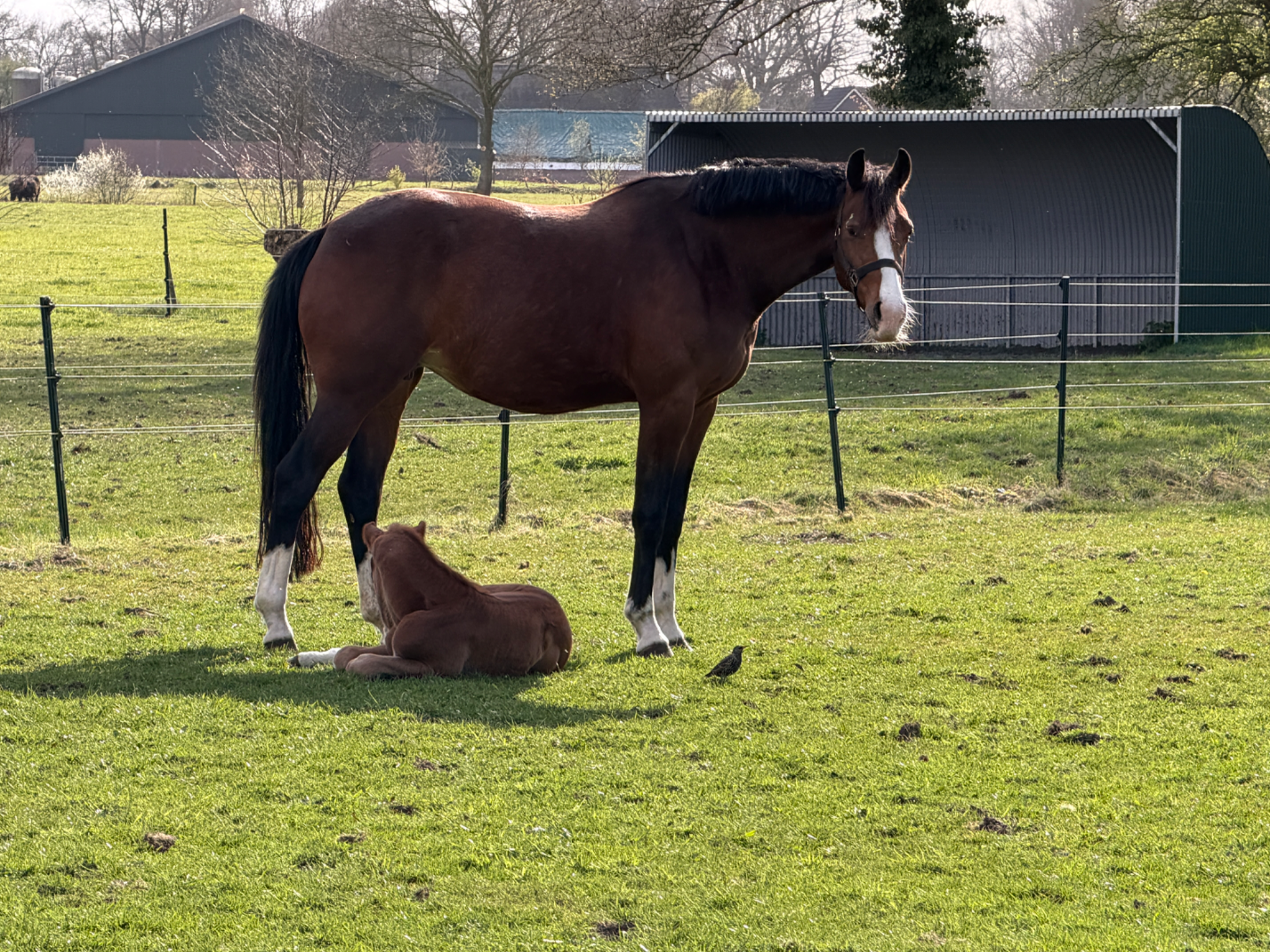 kwpn fokmerrie merrie 5 years old donkerbruin for sale - Photo 3