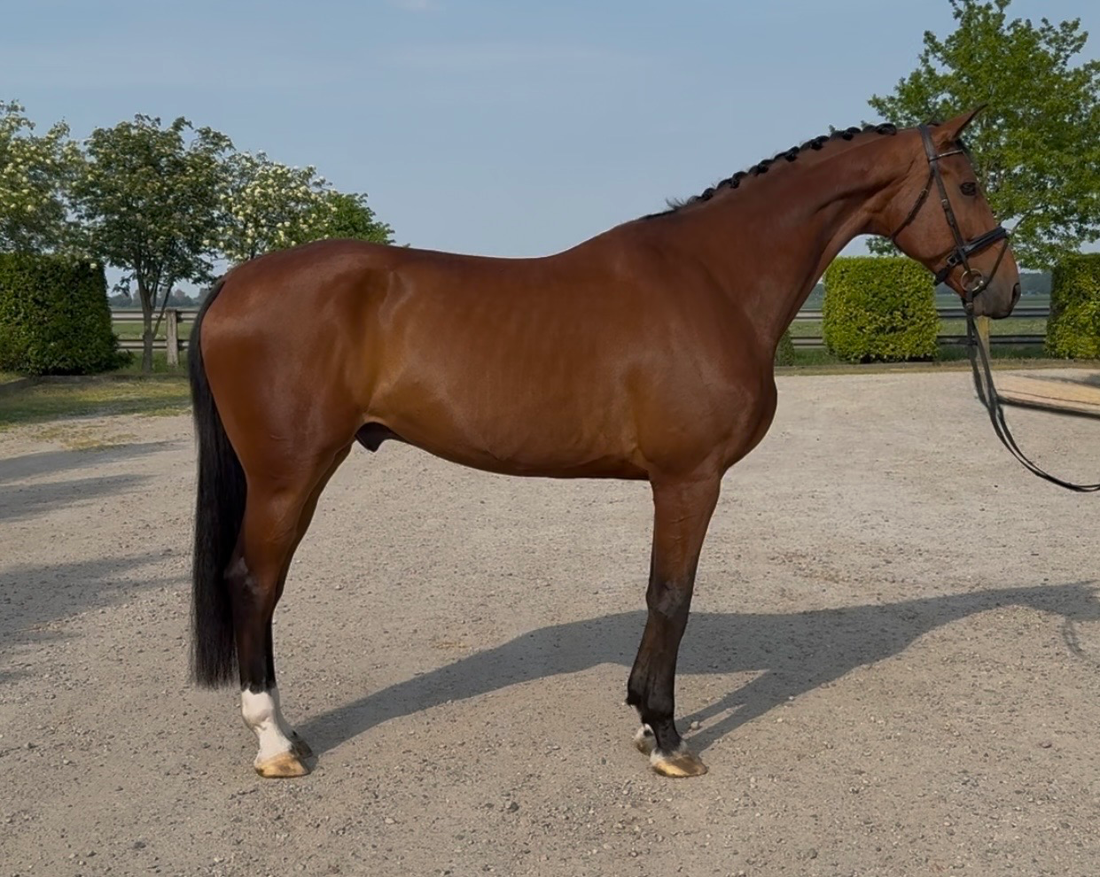 oldenburg dressuurpaard ruin 10 years old bruin for sale - Photo 2
