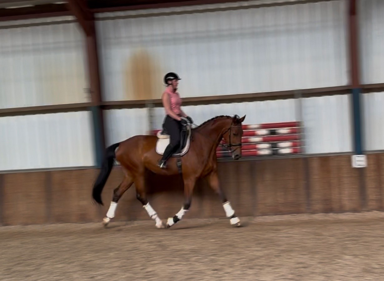 oldenburg dressuurpaard ruin 10 years old bruin for sale - Photo 5