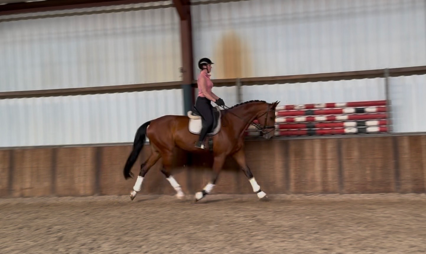 oldenburg dressuurpaard ruin 10 years old bruin for sale - Photo 6