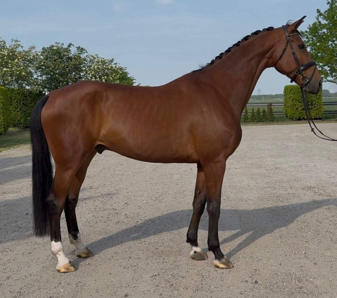 oldenburg dressuurpaard ruin 10 years old bruin for sale - Photo 3
