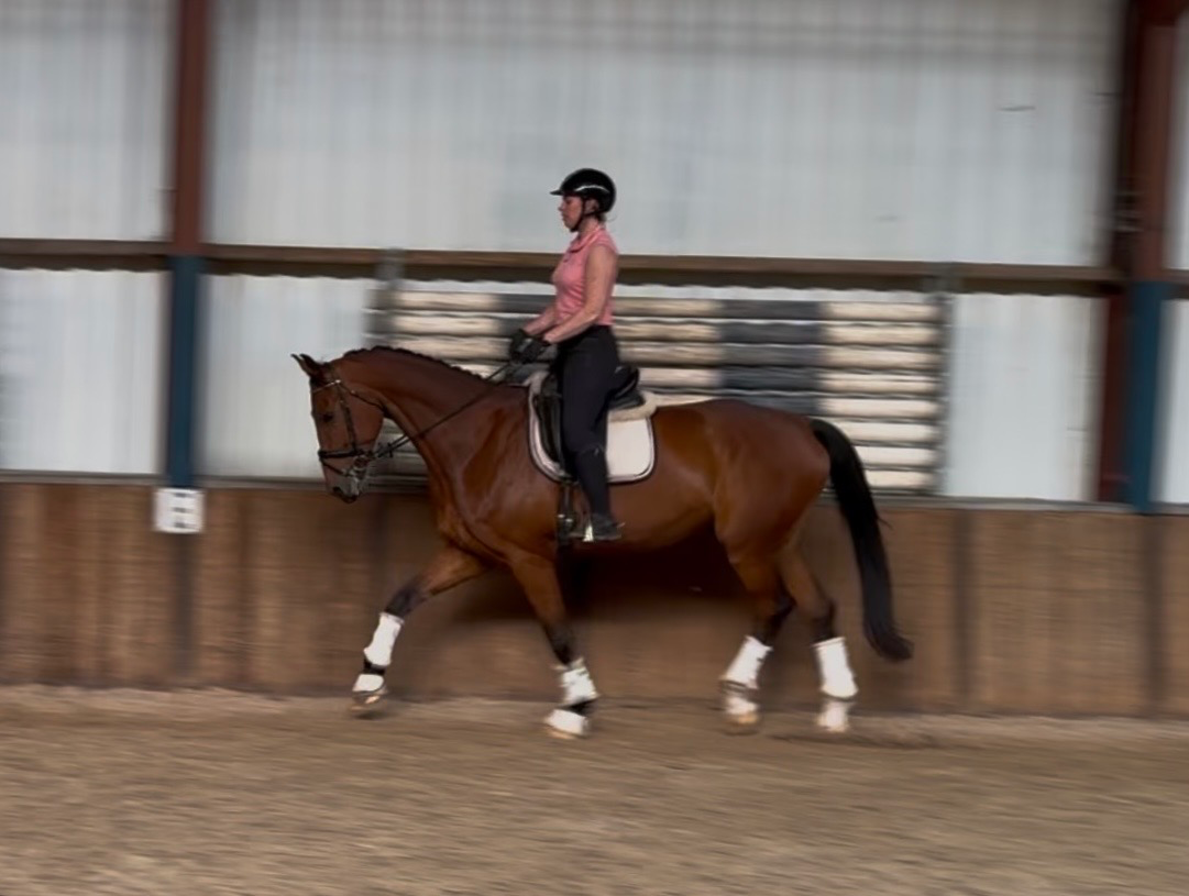 oldenburg dressuurpaard ruin 10 years old bruin for sale - Photo 4