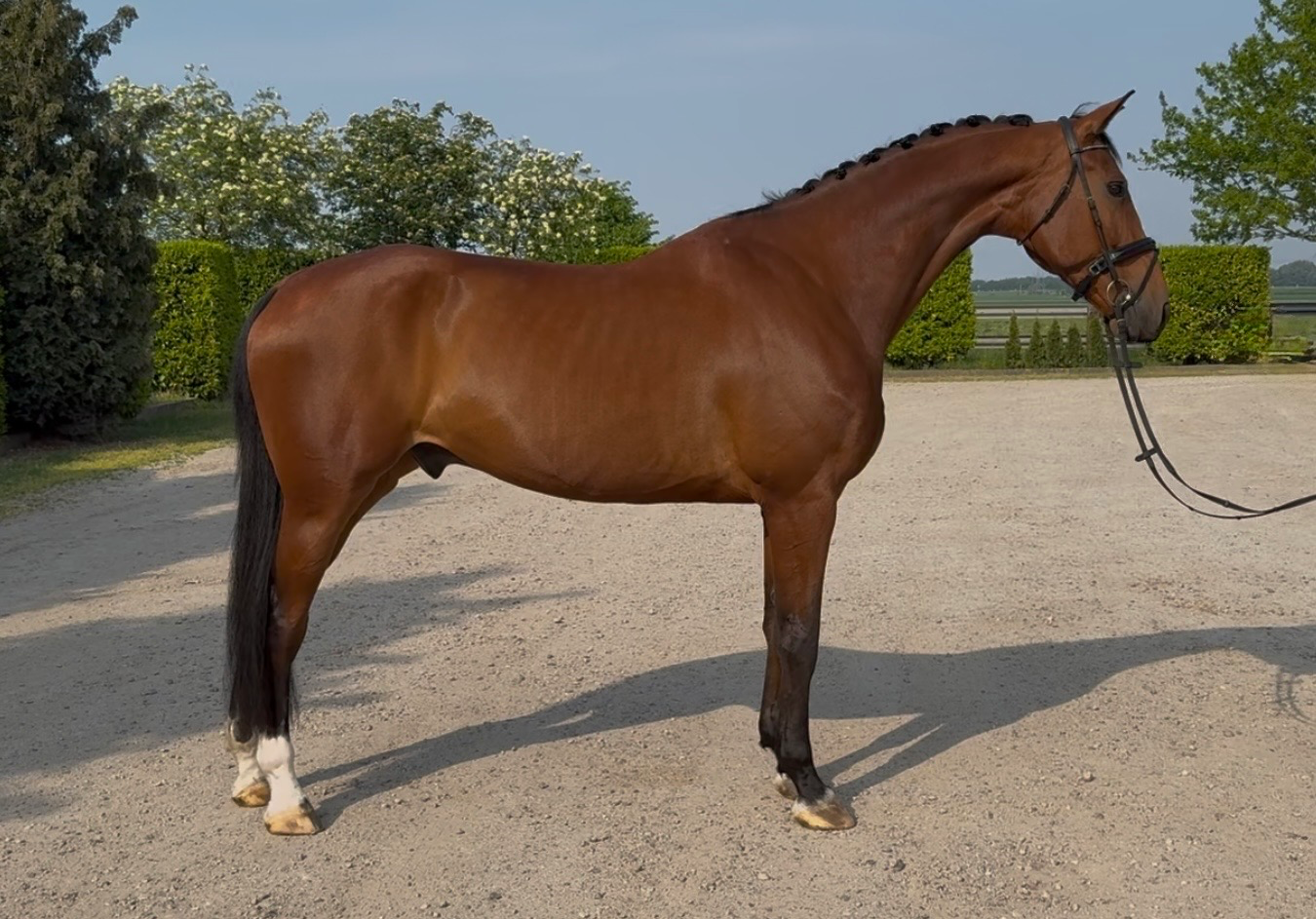 🌟 Super cool gelding with lots of potential! 🌟