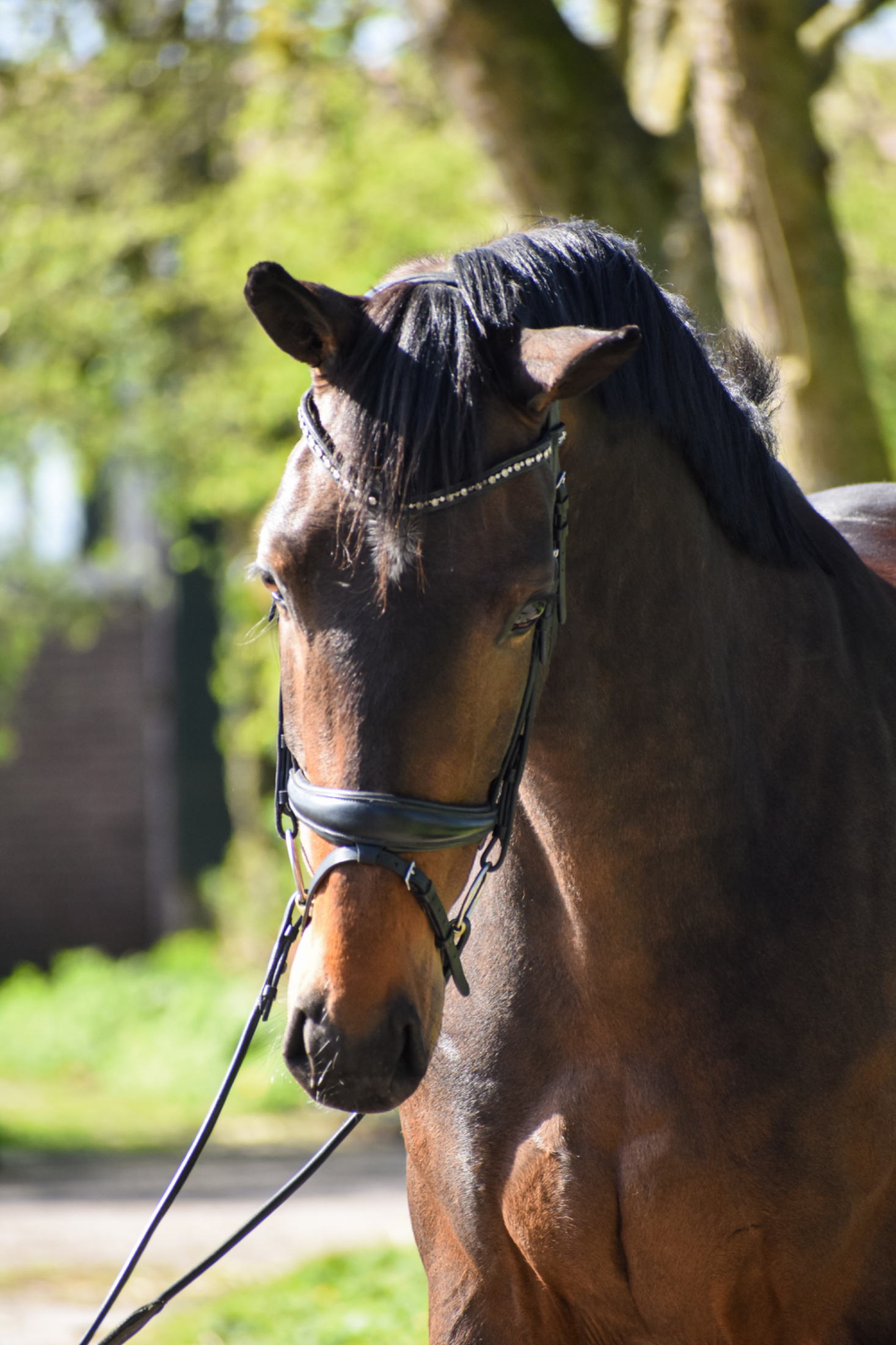kwpn dressuurpaard ruin 4 years old donkerbruin for sale - Main photo