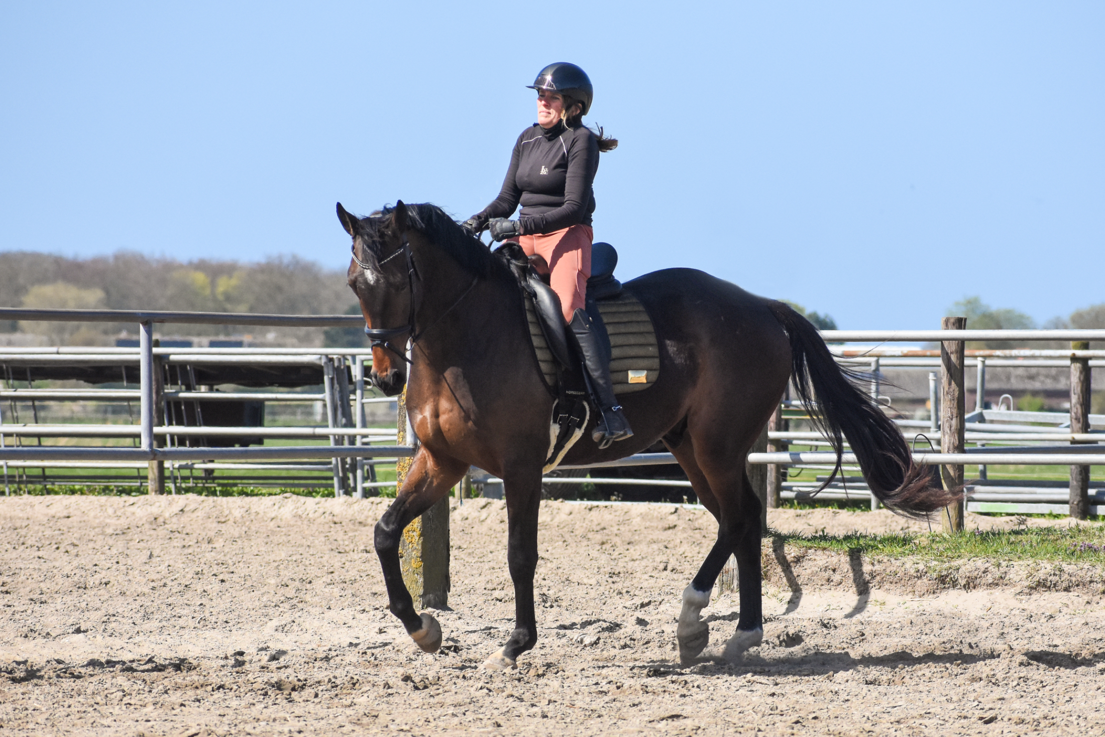 kwpn dressuurpaard ruin 4 years old donkerbruin for sale - Photo 6