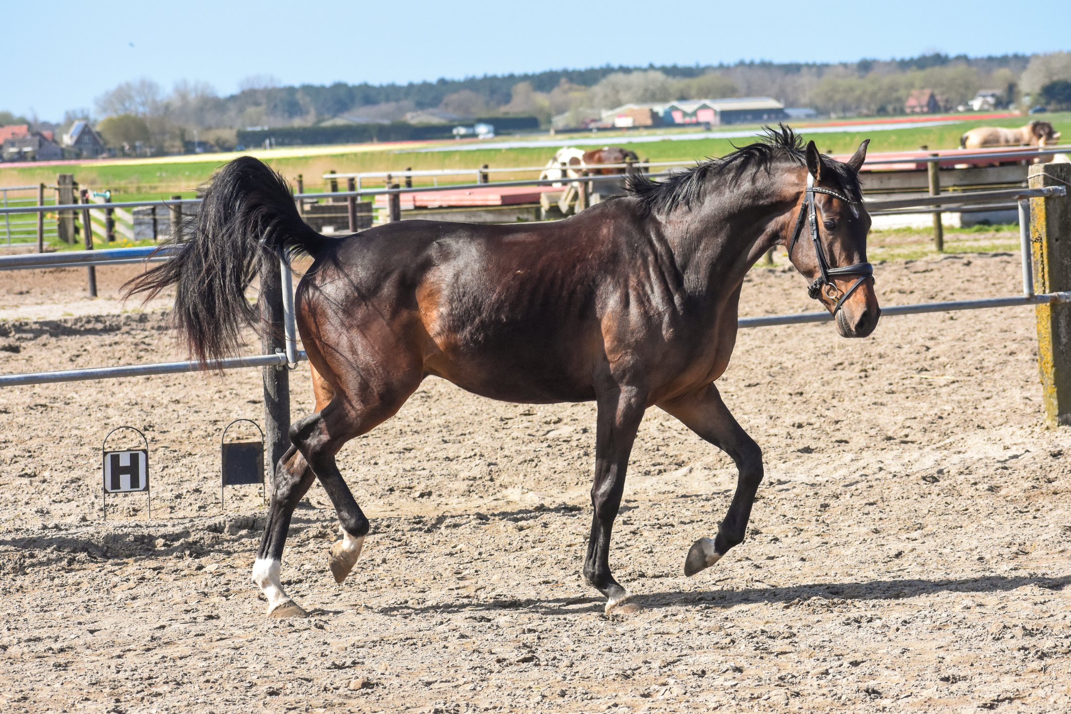 kwpn dressuurpaard ruin 4 years old donkerbruin for sale - Photo 3