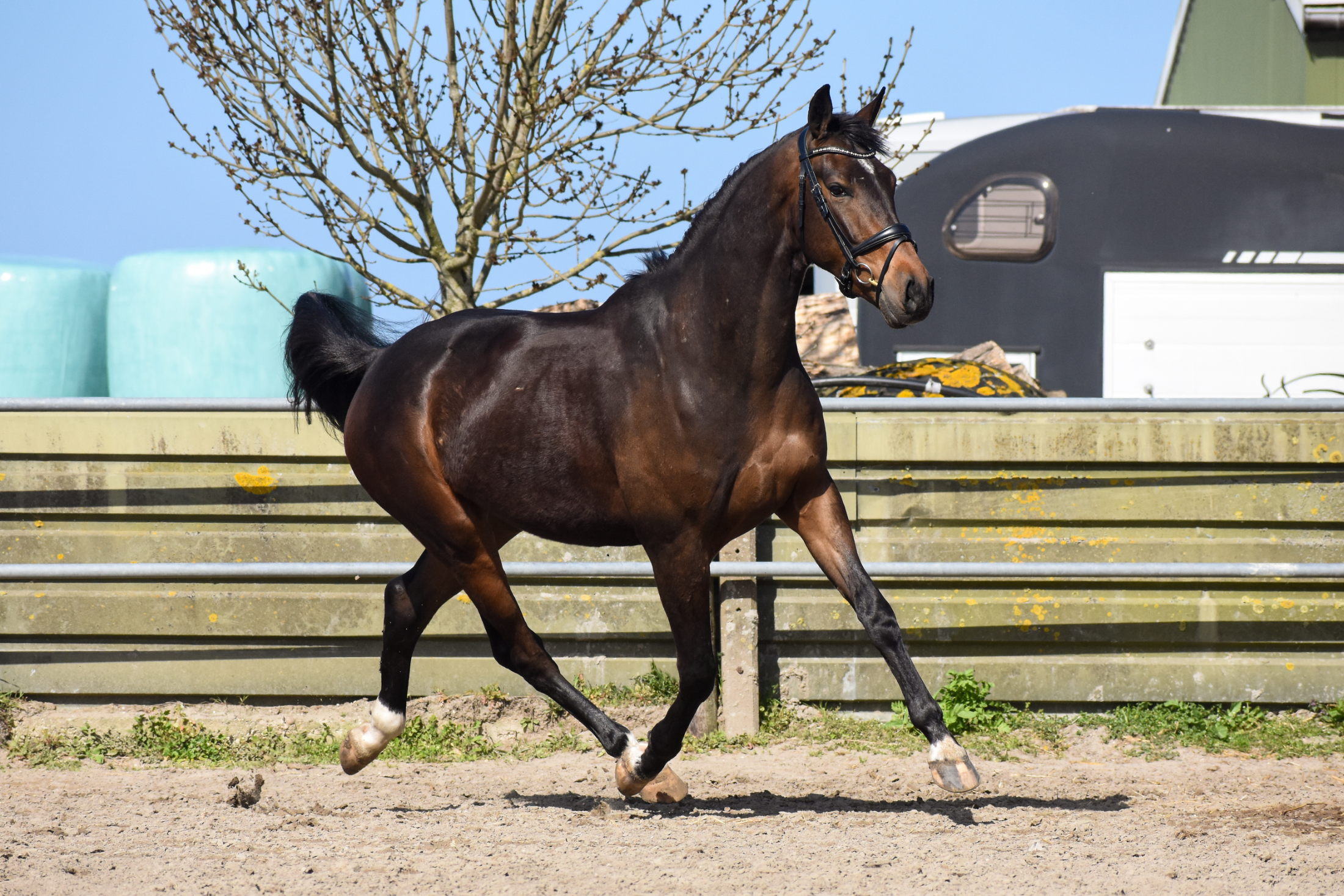 kwpn dressuurpaard ruin 4 years old donkerbruin for sale - Photo 2