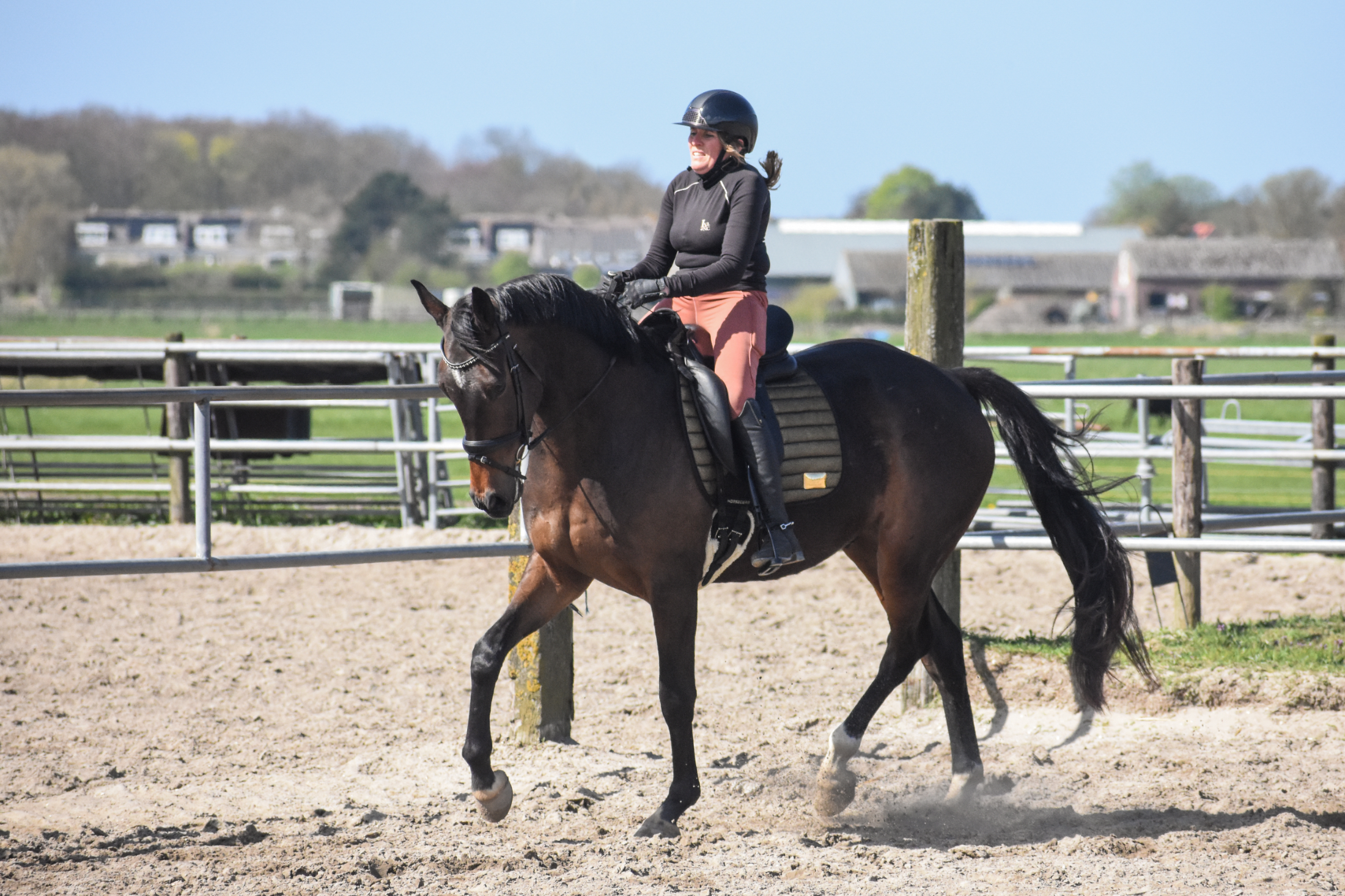 kwpn dressuurpaard ruin 4 years old donkerbruin for sale - Photo 4
