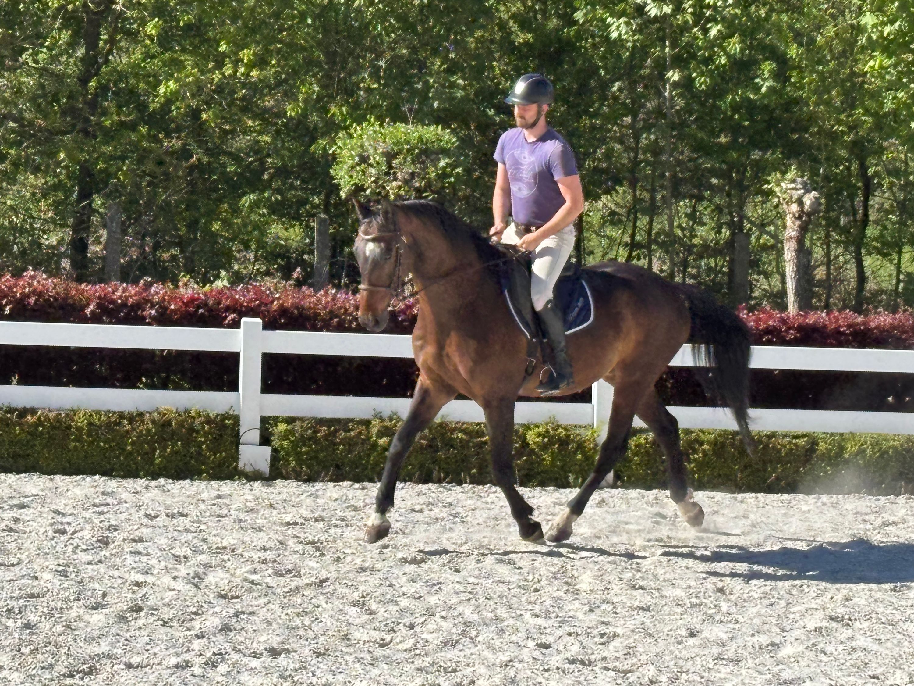 DOMINGO - Beautiful Hannoveraanse gelding