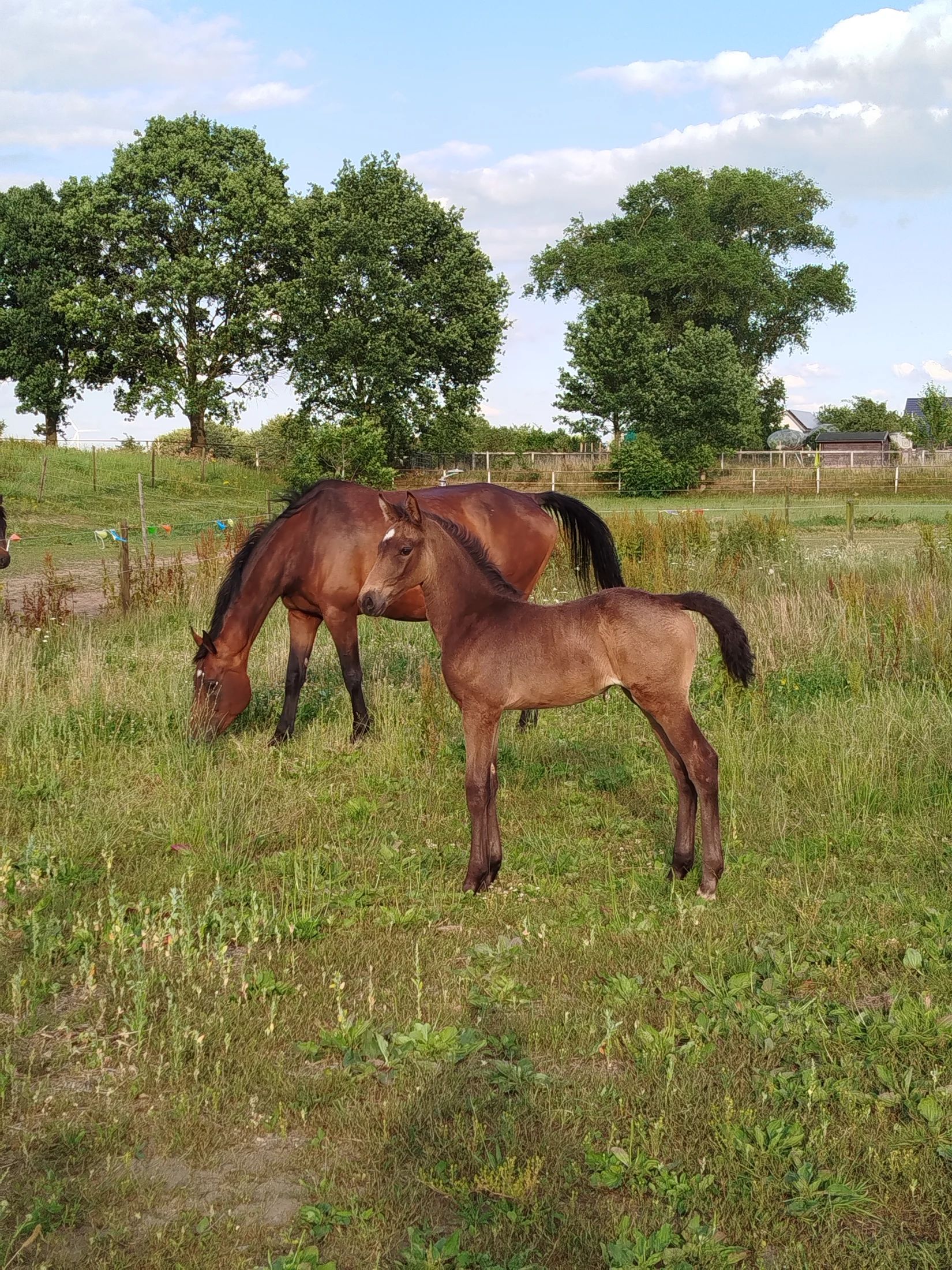 anglo-europees dressuurpaard merrie 1 år andere-kleur till salu - Foto 4