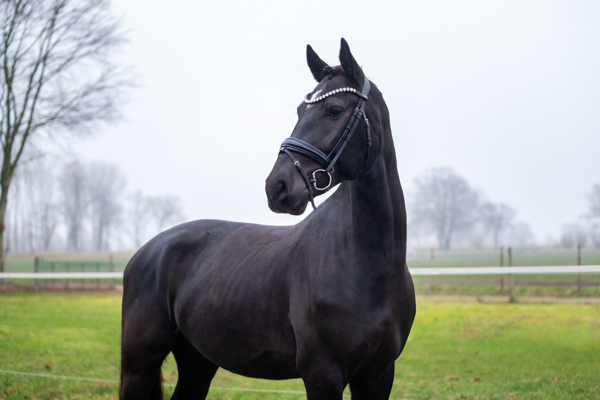 kwpn dressuurpaard ruin 5 jaar zwart te koop - Foto 2