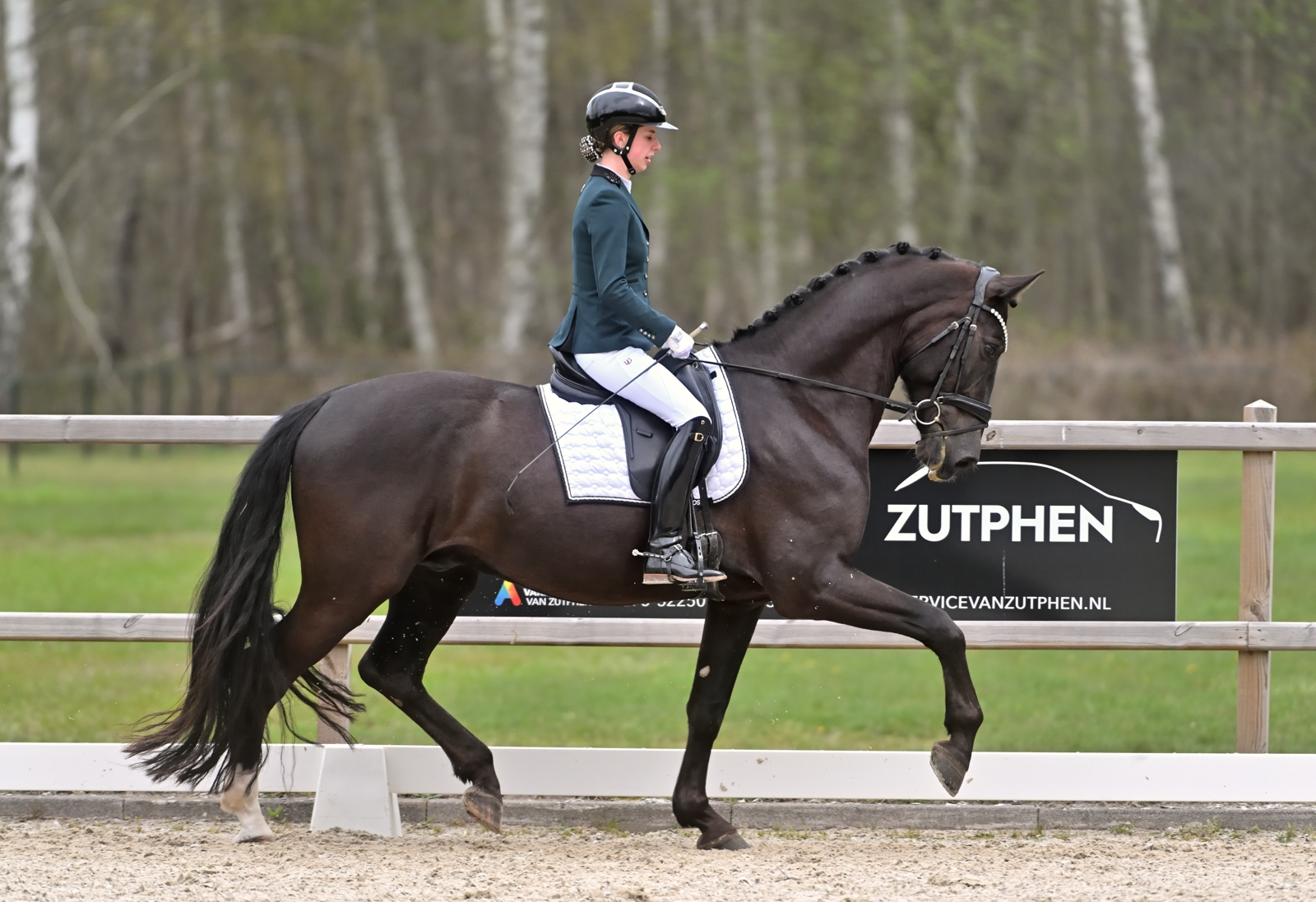 kwpn dressuurpaard ruin 5 jaar zwart te koop - Foto 3