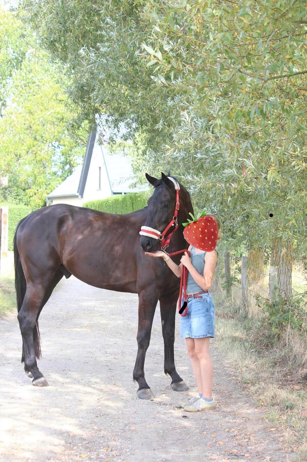 Bel hongre de 5 ans à vendre