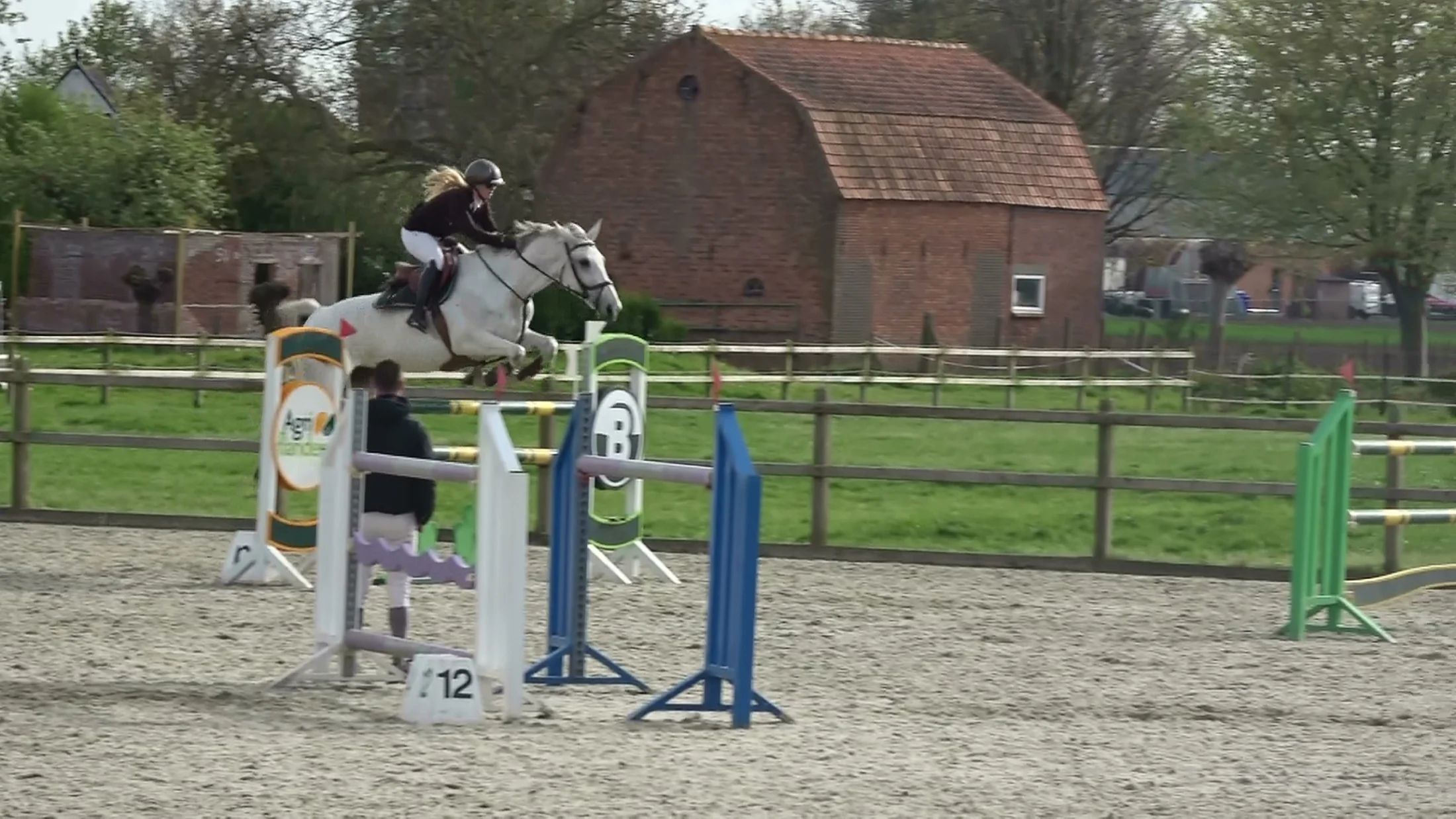 holstein springpaard merrie 13 jaar schimmel te koop - Foto 2